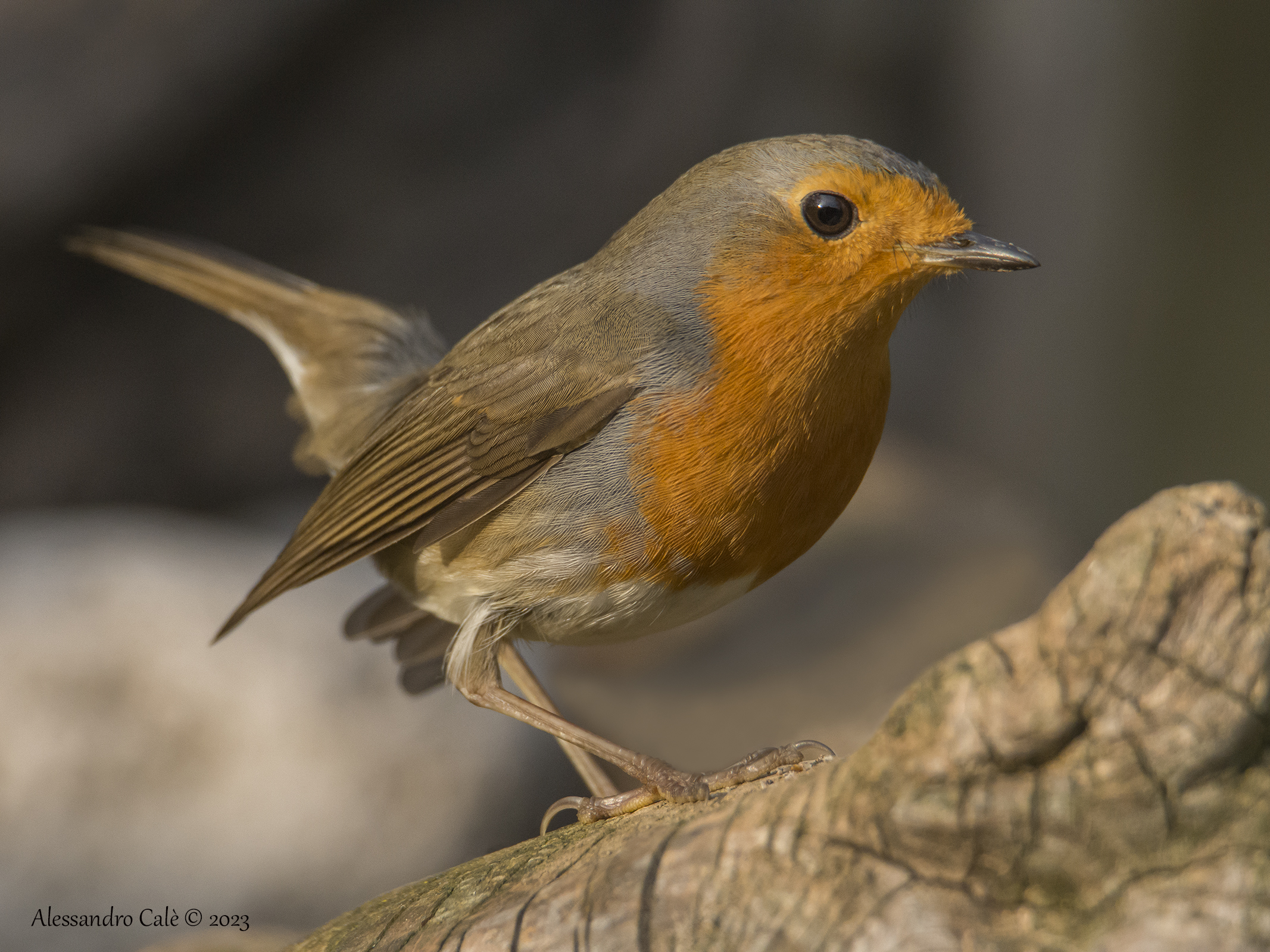 Erithacus nubecola (Pettirosso) 1004