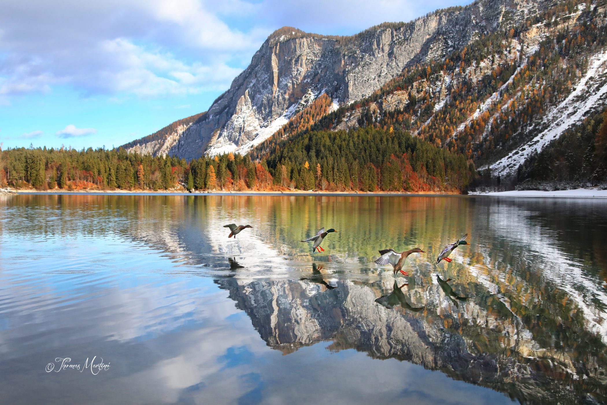 Tovel and his Germans