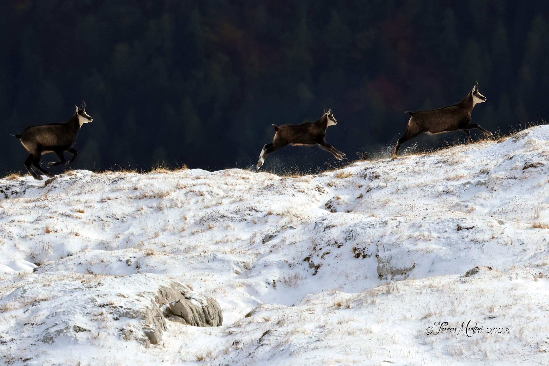 Famiglia di camosci in corsa