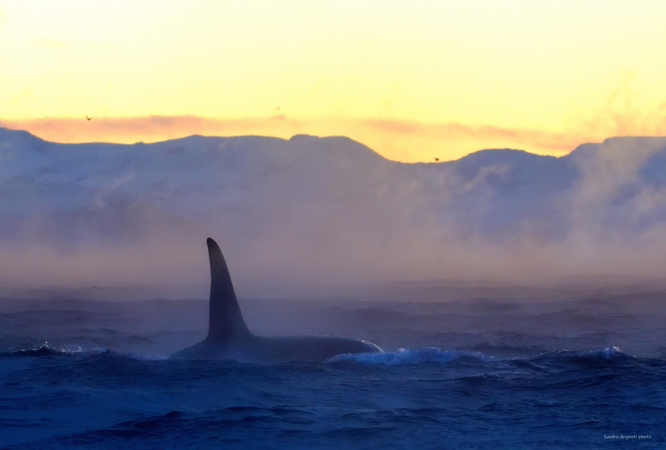 Grande maschio di Orca