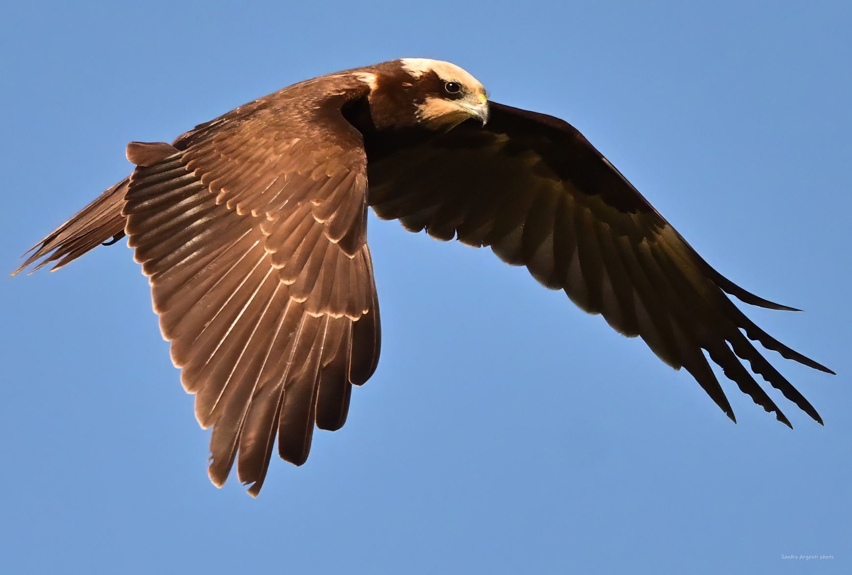 Primo piano in volo del Falco di Palude