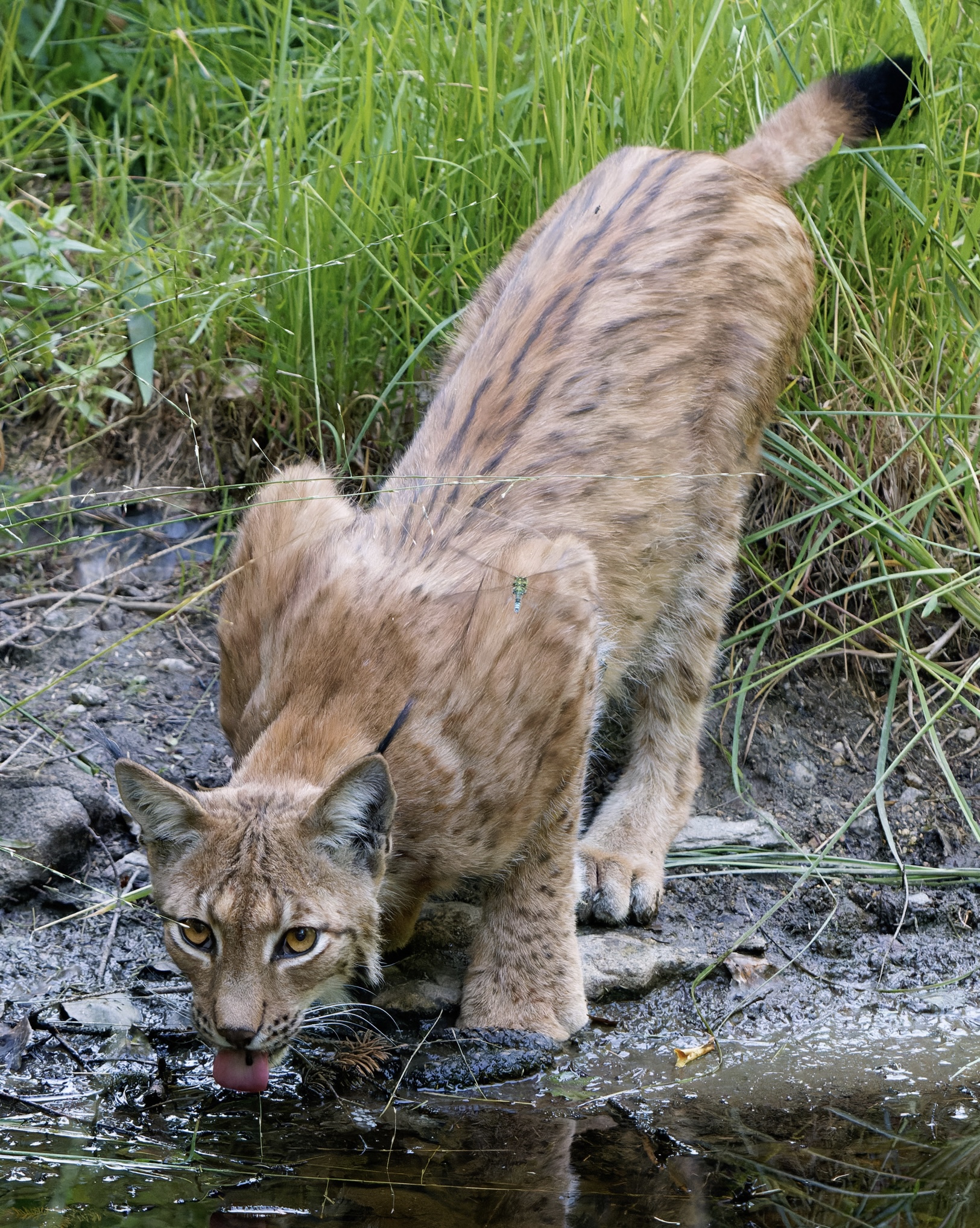 Lince “ foresta Bavarese”
