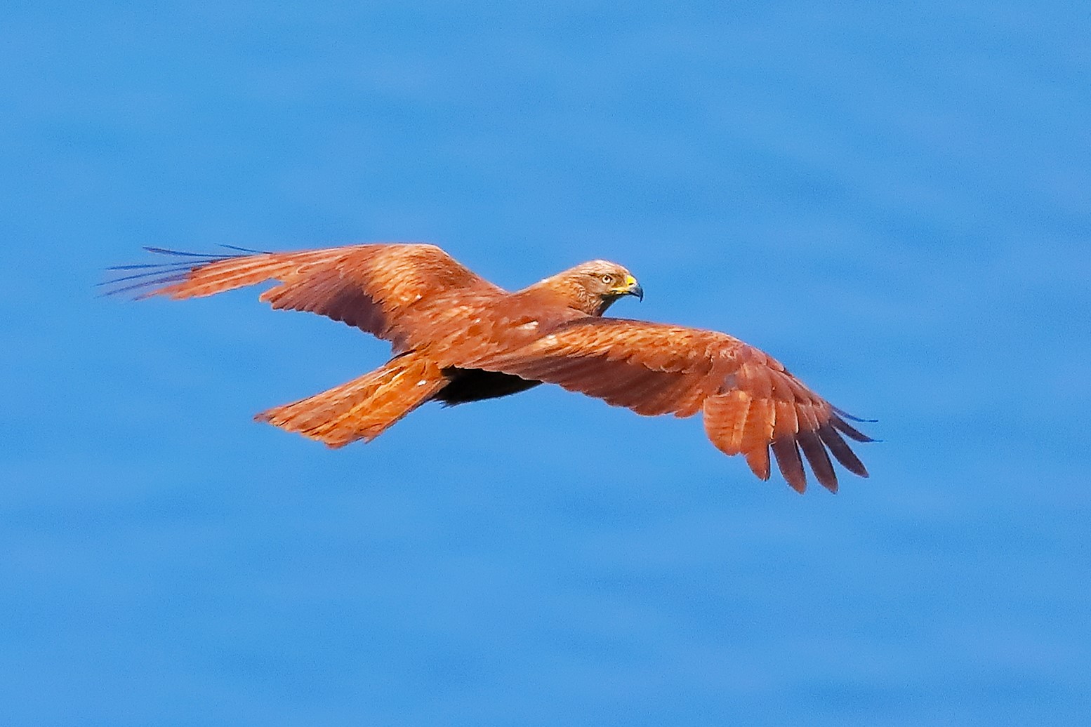 Black Kite 08-06-2023