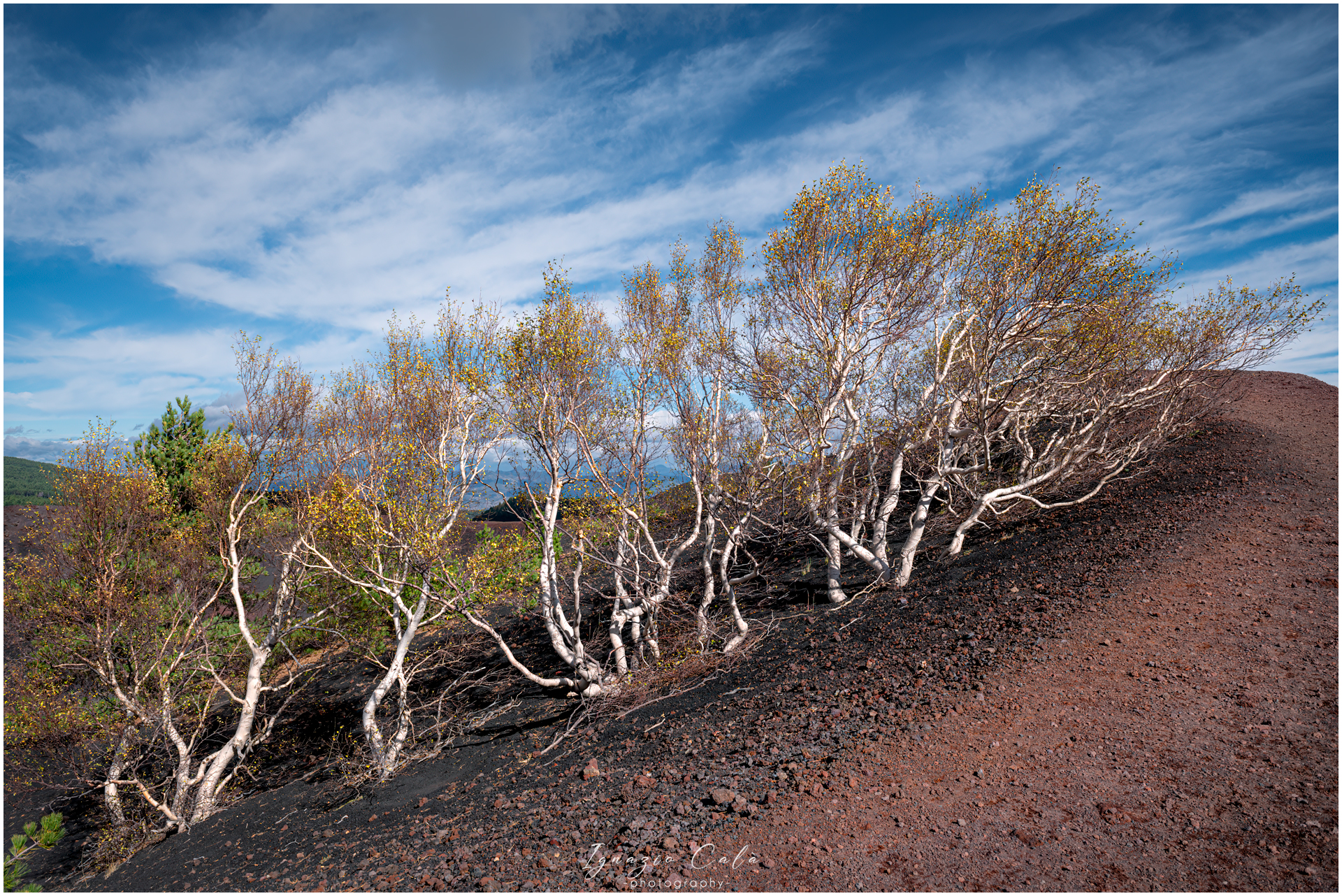 Betulle dell'Etna