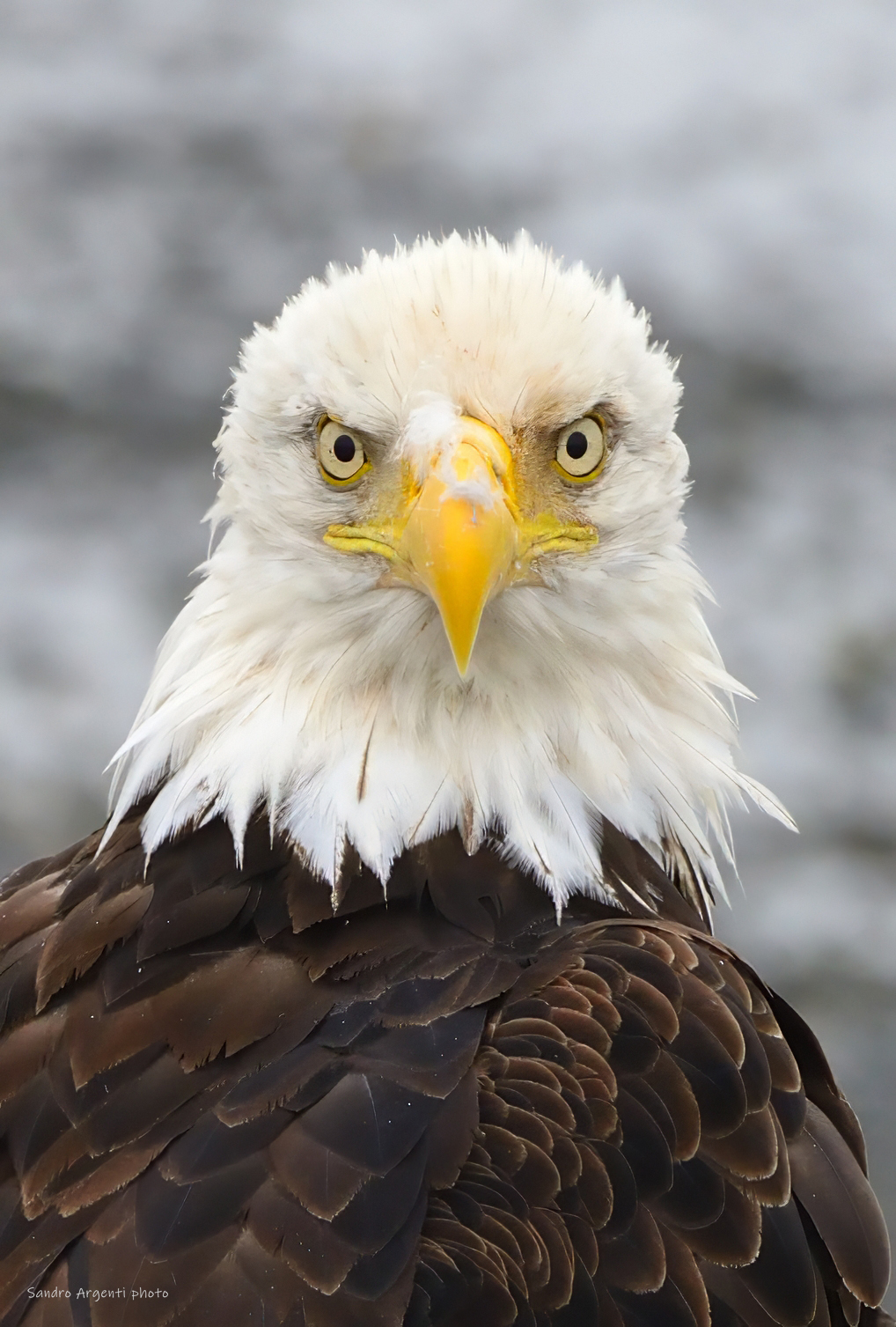 Aquila di mare testabianca