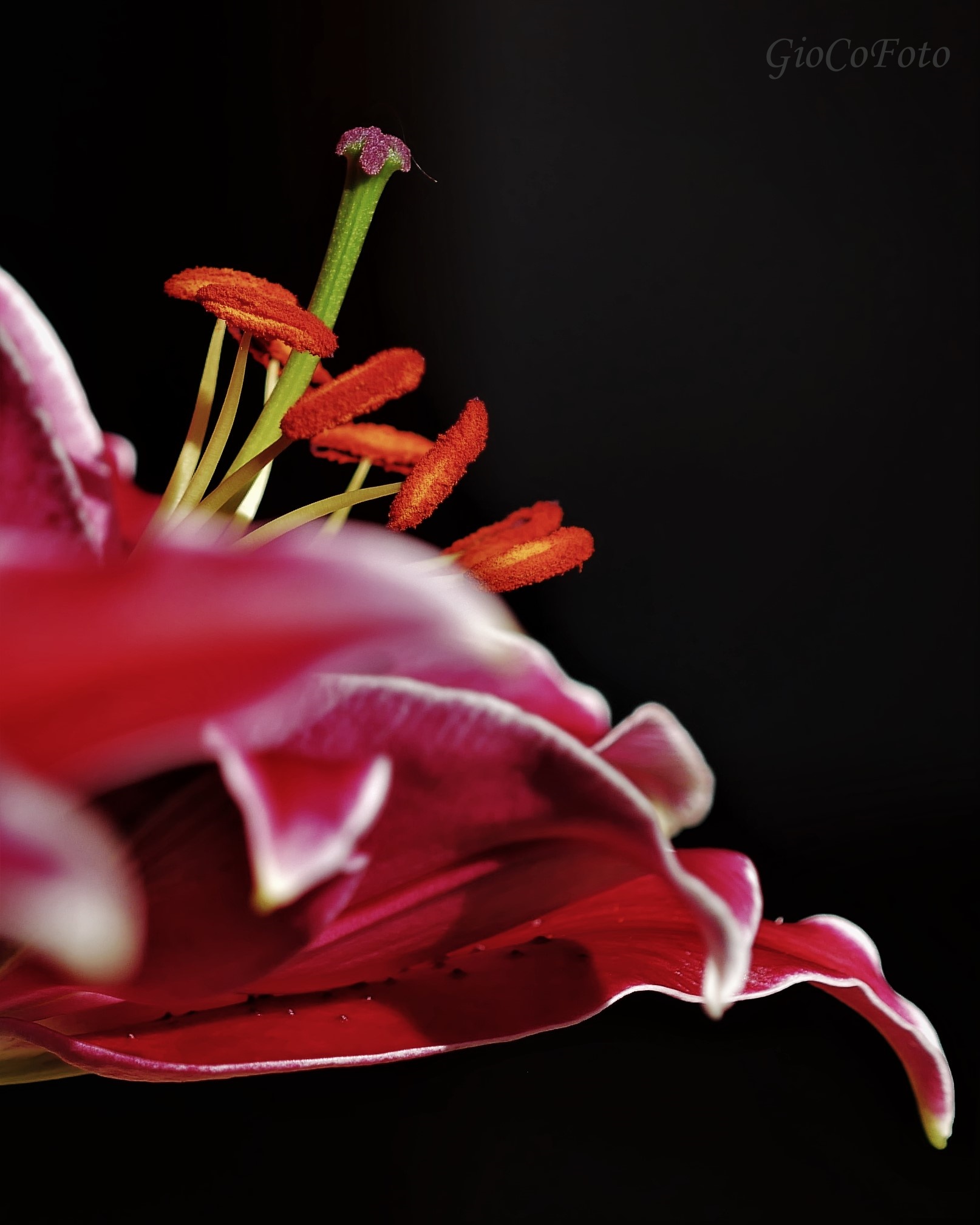 Pistilli al tramonto