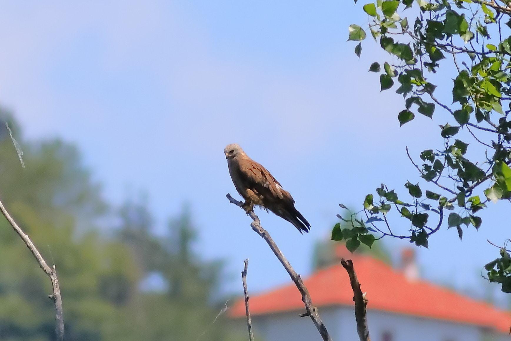 Black Kite 23-06-2023