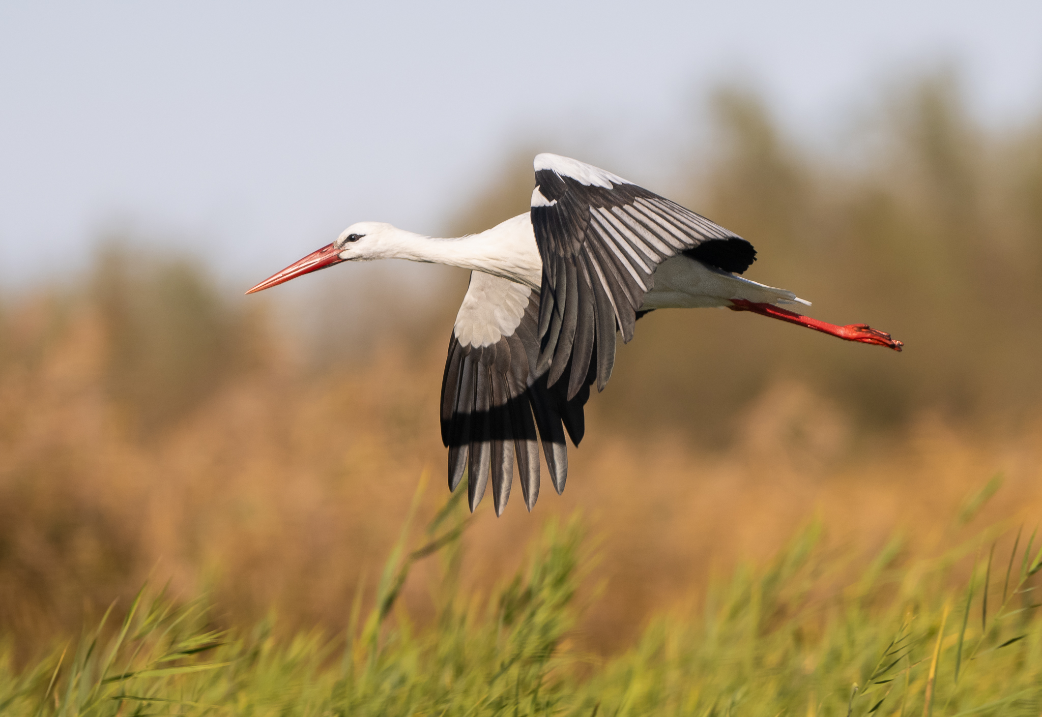 White stork, great speed and remarkable elegance.