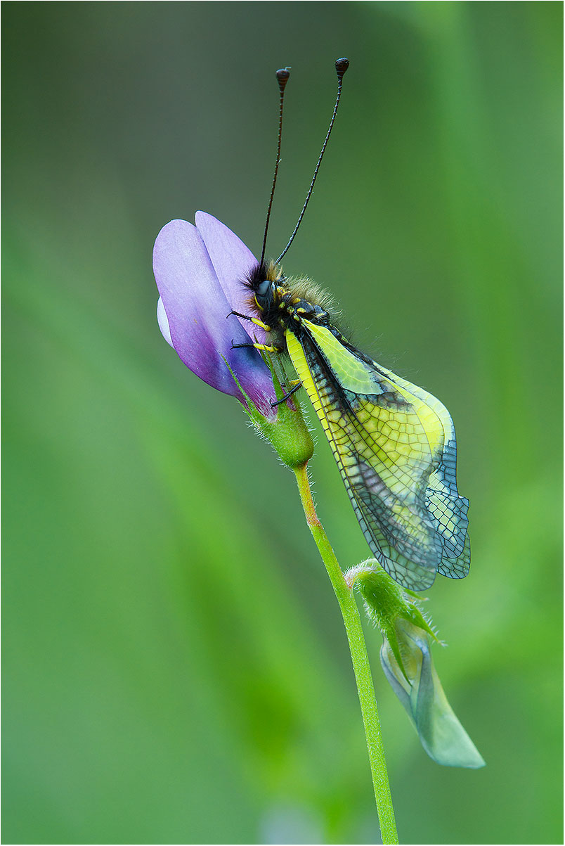 Libelloides coccajus - Parco Regionale del Taro (pr)