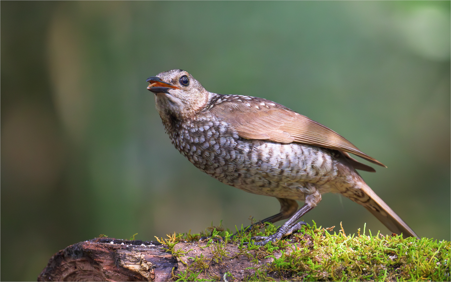 Femmina Reggente Bowerbird