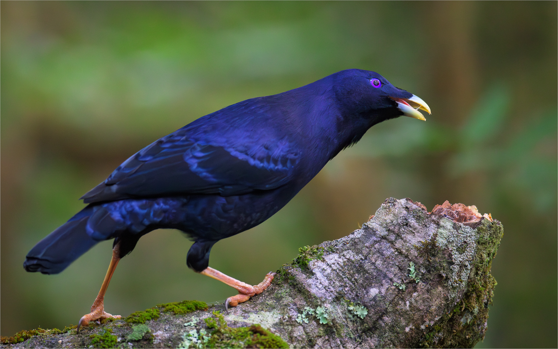 Bowerbird in raso