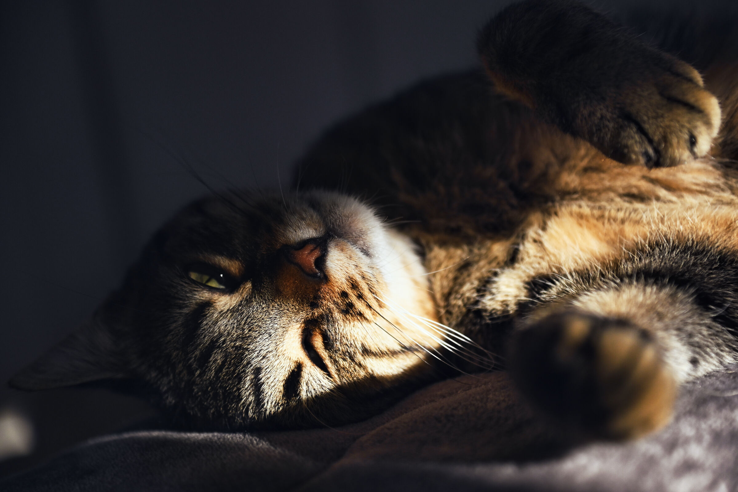 "Fammi dormire...x favore"