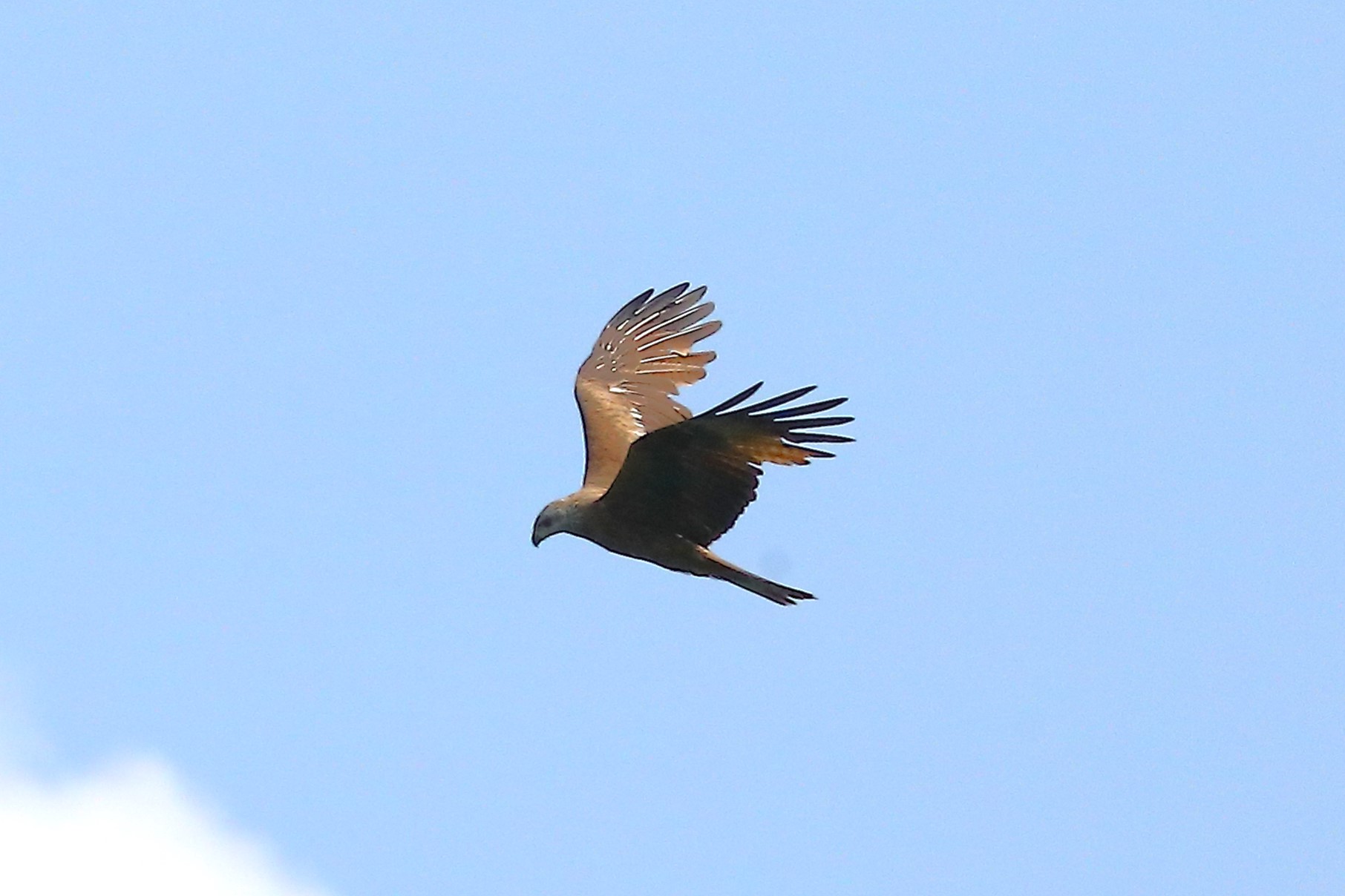 Black Kite 19-06-2023