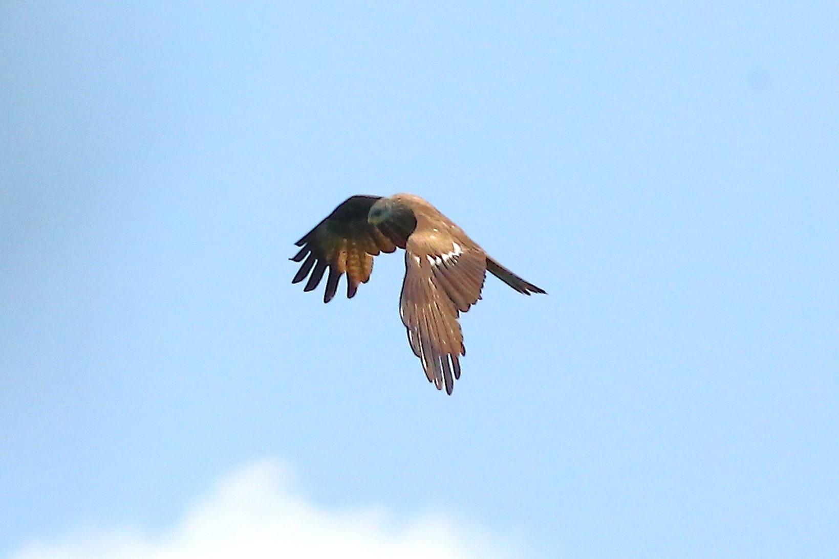 Black Kite 19-06-2023