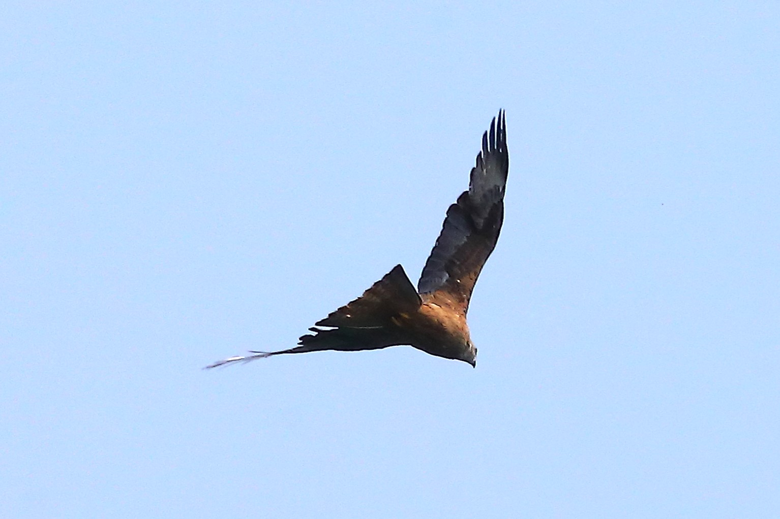 Black Kite 19-06-2023