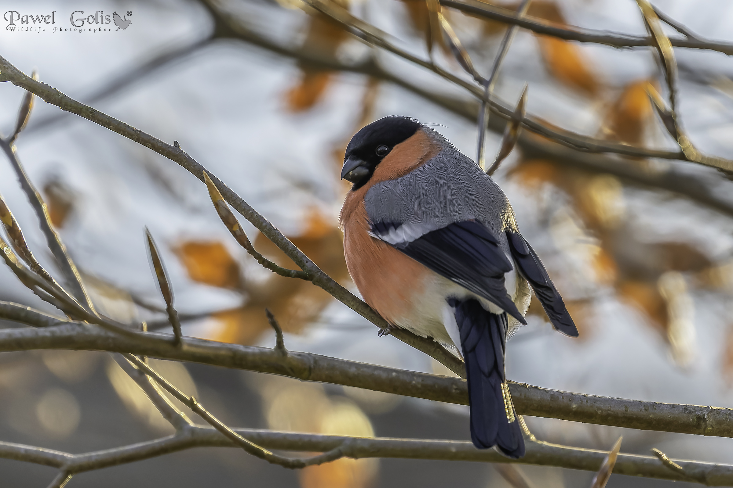Ciuffolotto eurasiatico (Pyrrhula pyrrhula)
