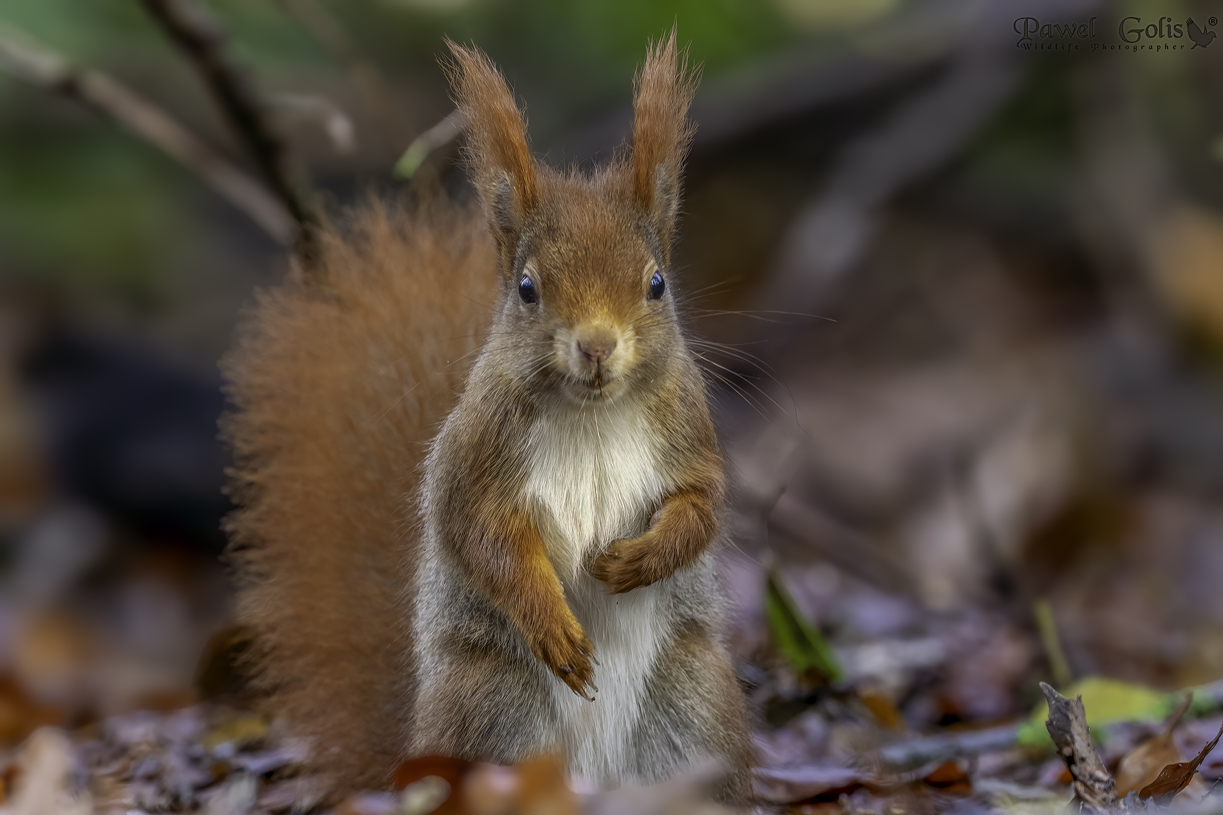 Scoiattolo rosso (Sciurus vulgaris)