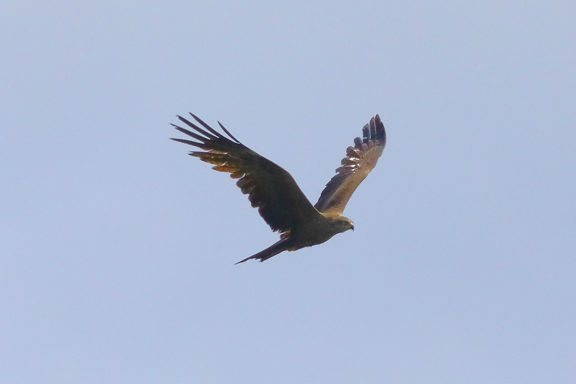Black Kite 19-06-2023