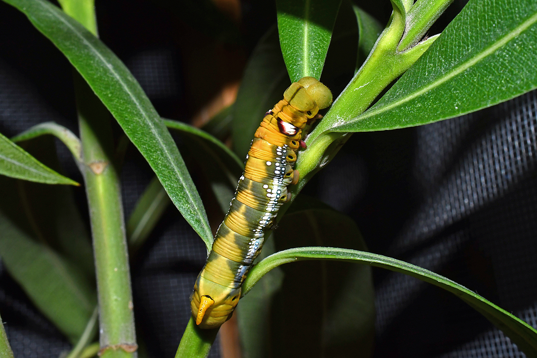 Daphnis nerii