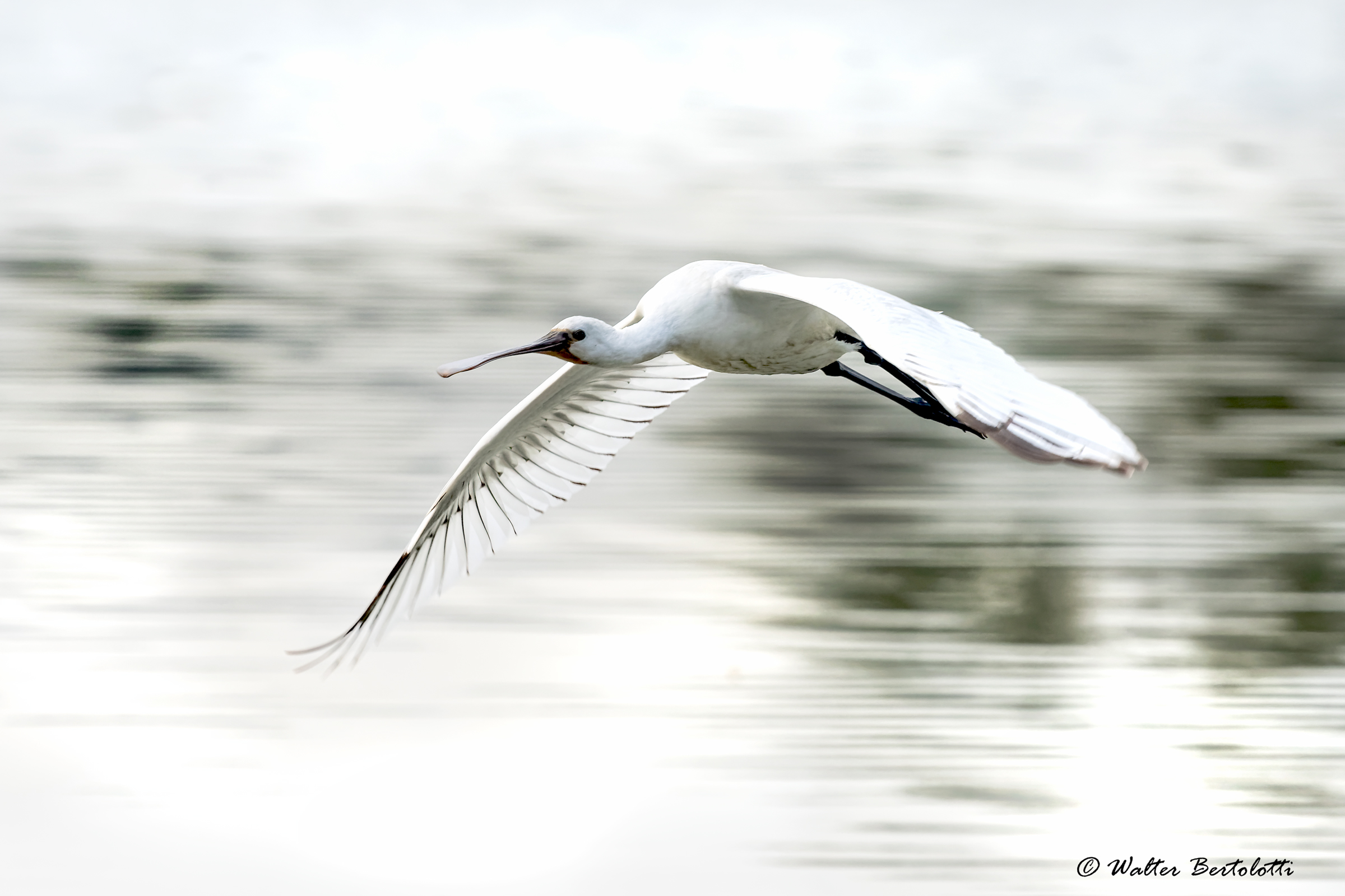 spatola bianca in panning e High Key