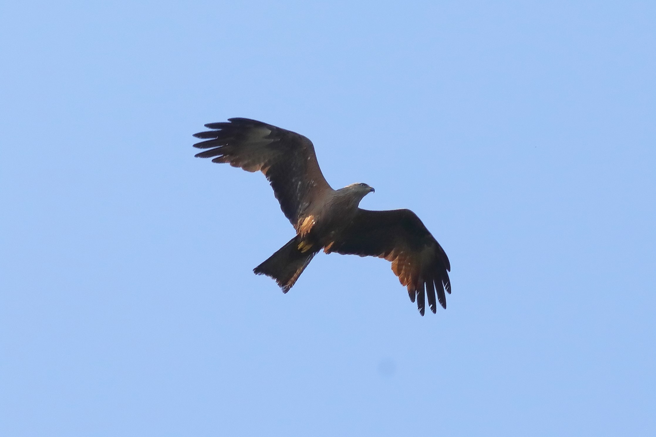 Black Kite 26-06-2023