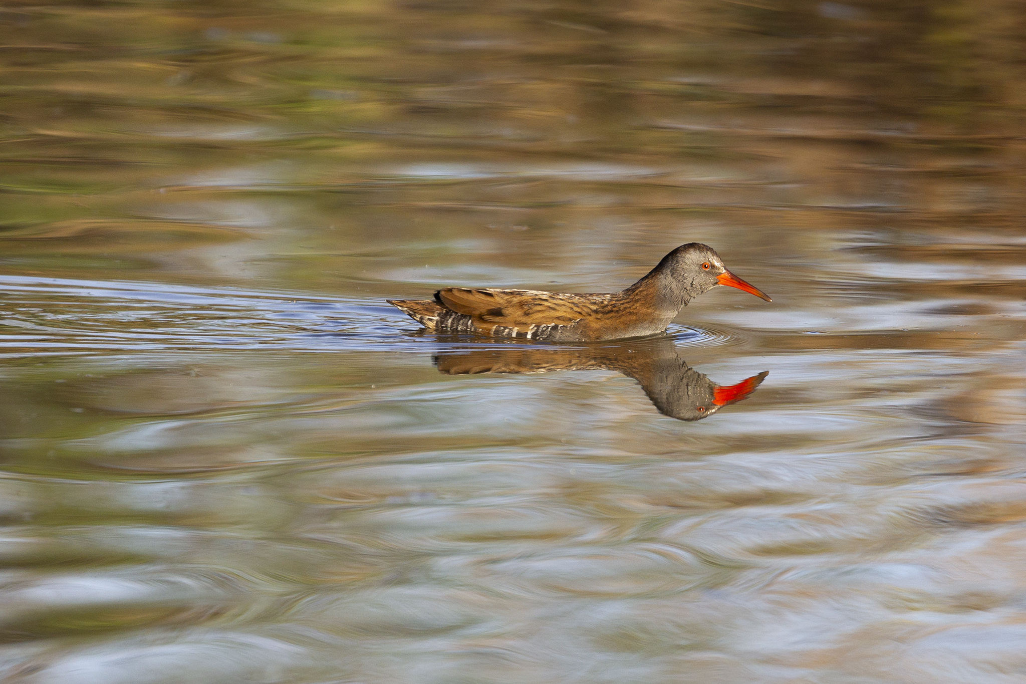 Water rail