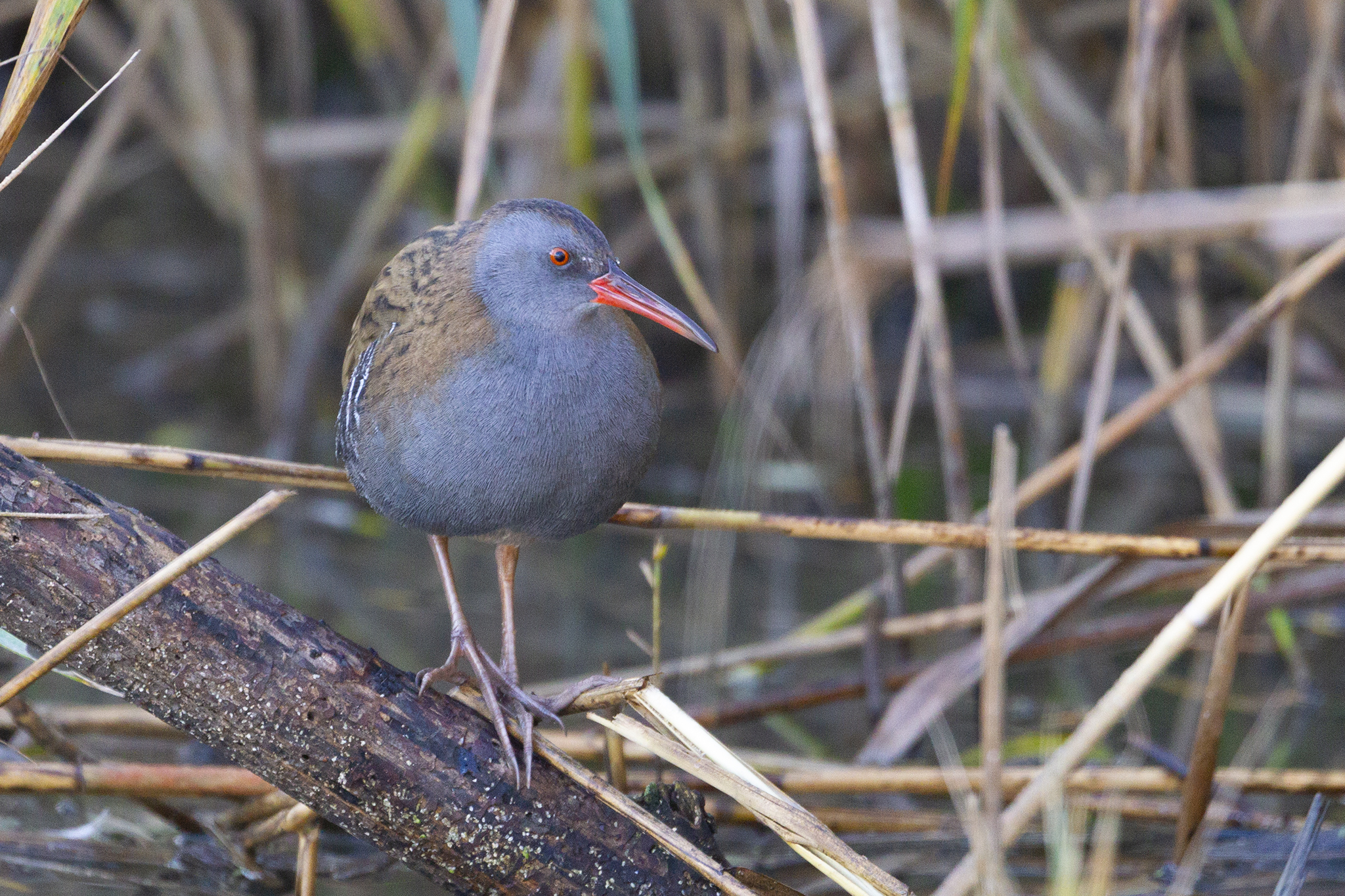 Water rail