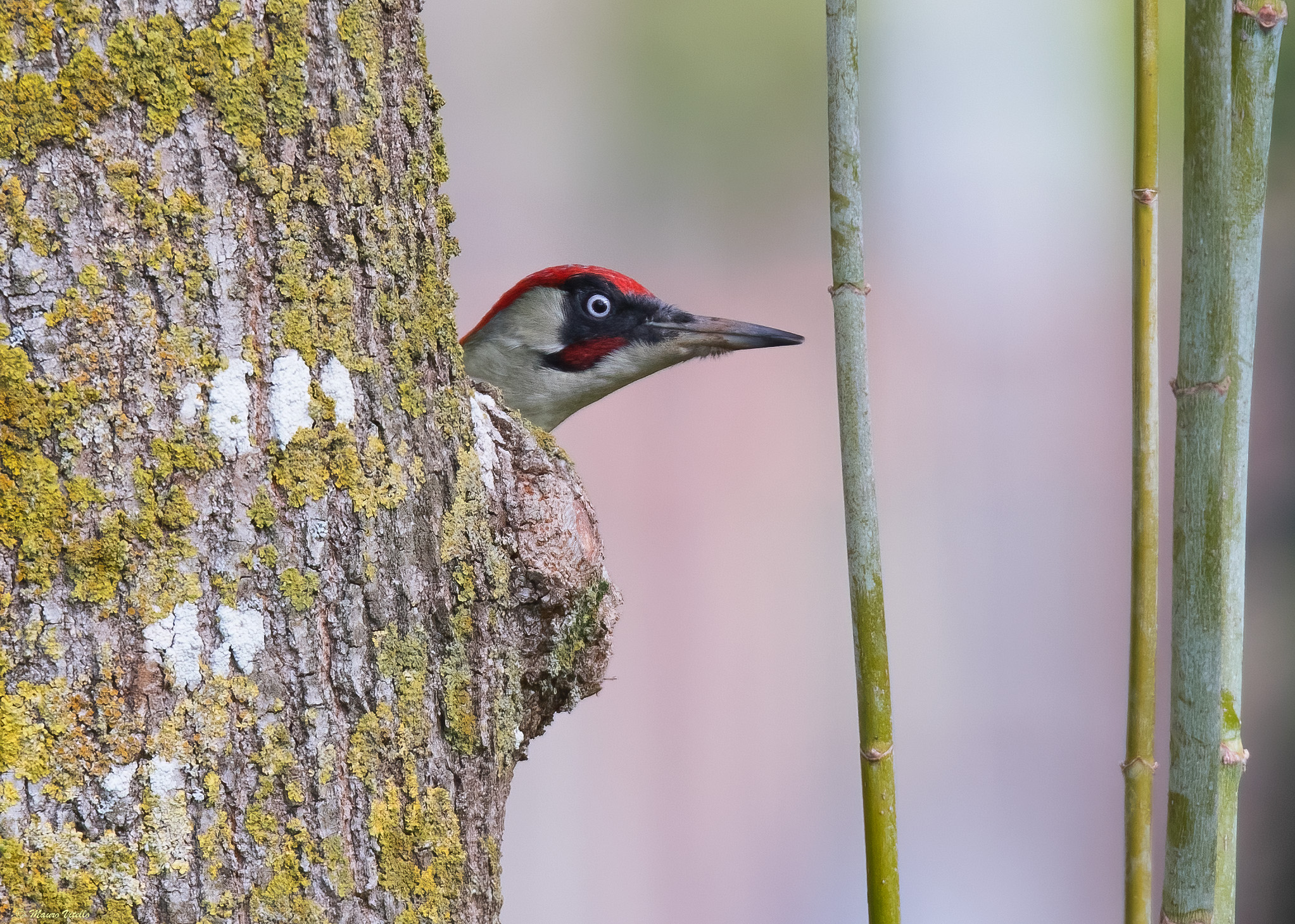 Male Green Woodpecker (Picus virdis)