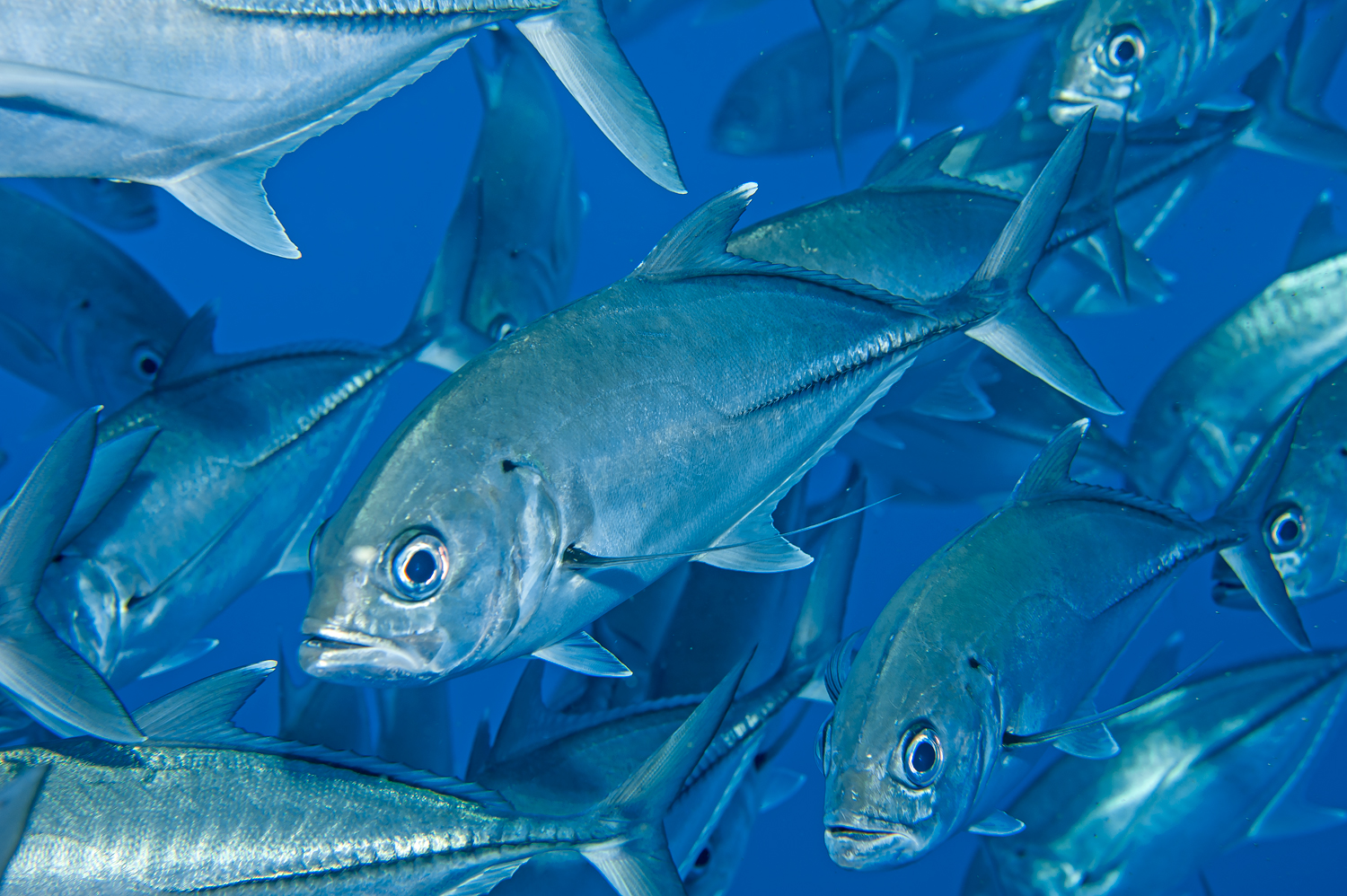 Carangoides plagiotaenia