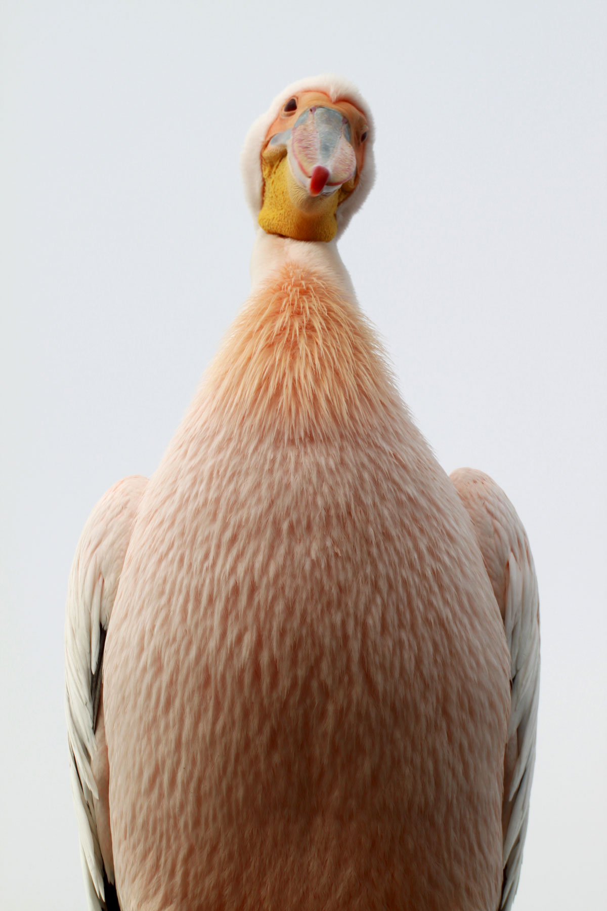 Sorridente Pellicano, Walvis Bay, Namiby