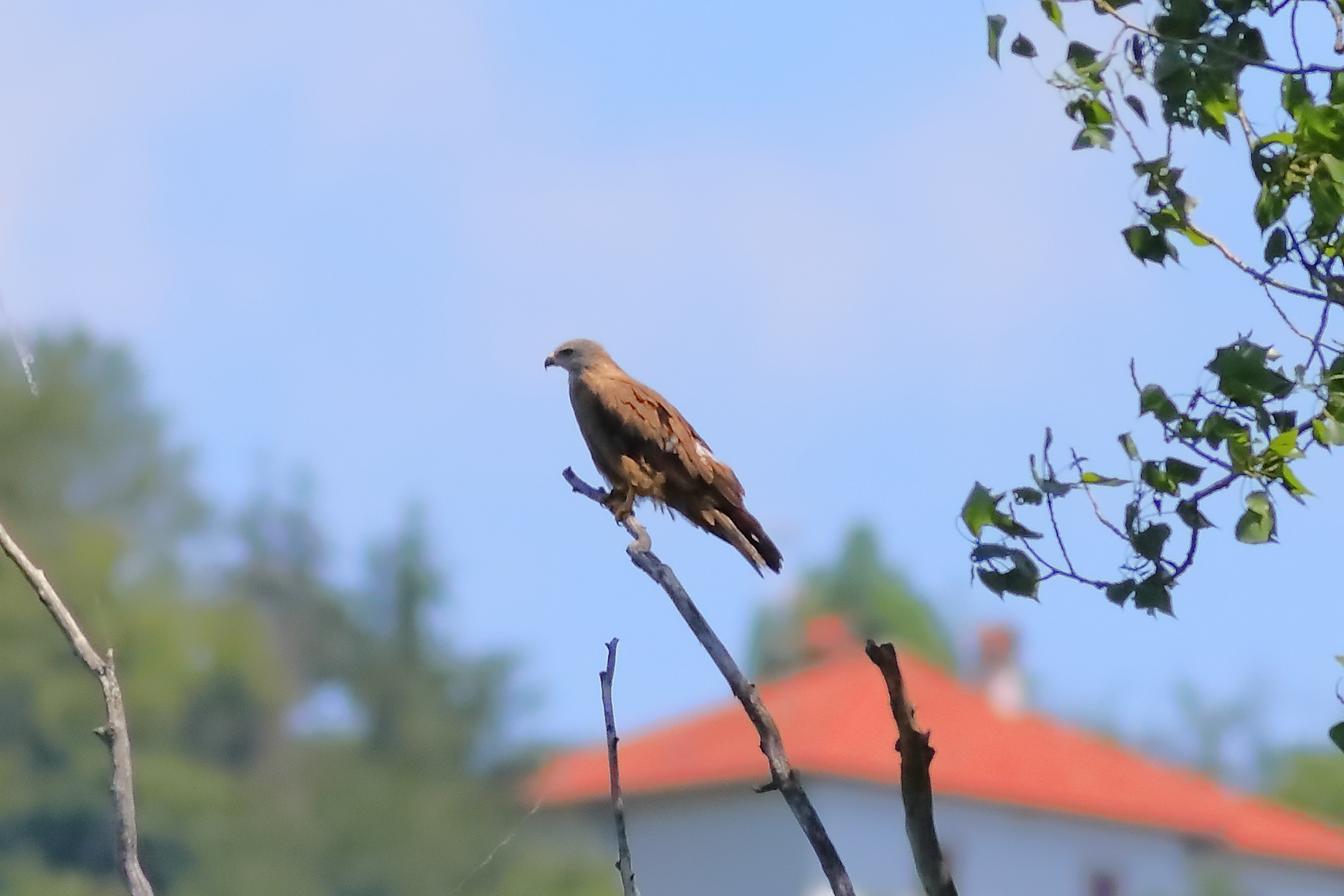 Black Kite 23-06-2023
