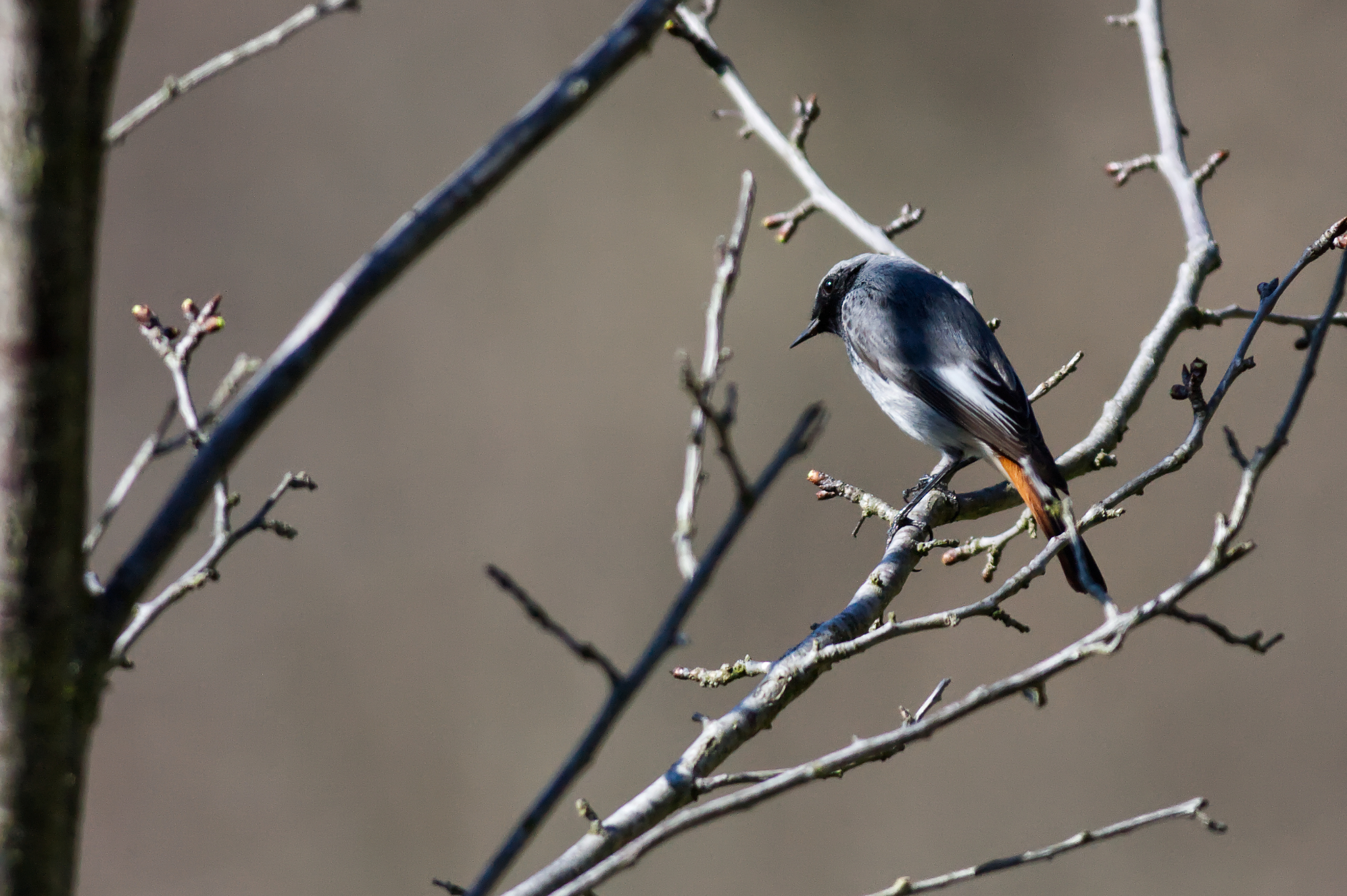 Codirosso spazzacamino