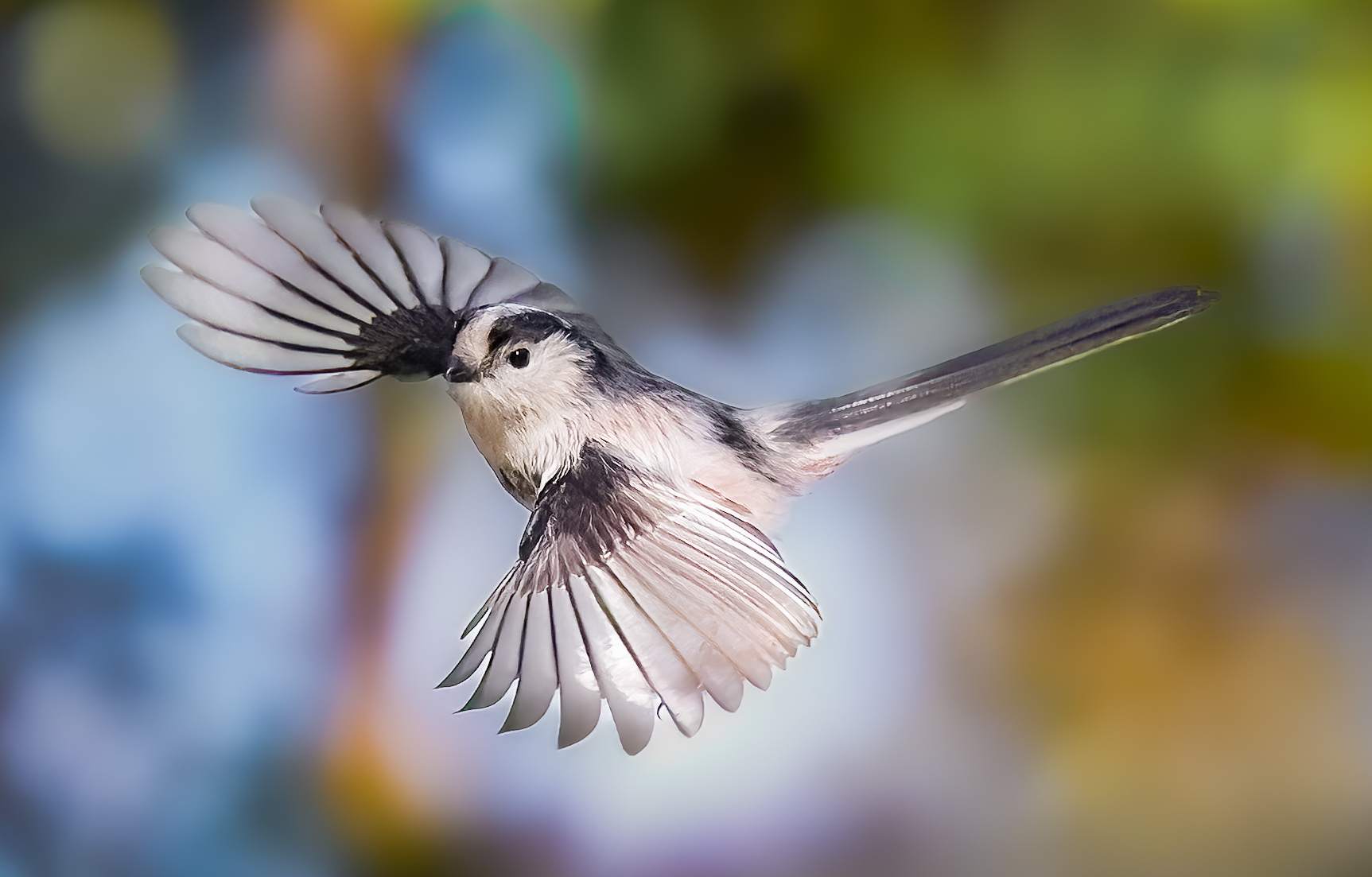 Codibugnolo in volo
