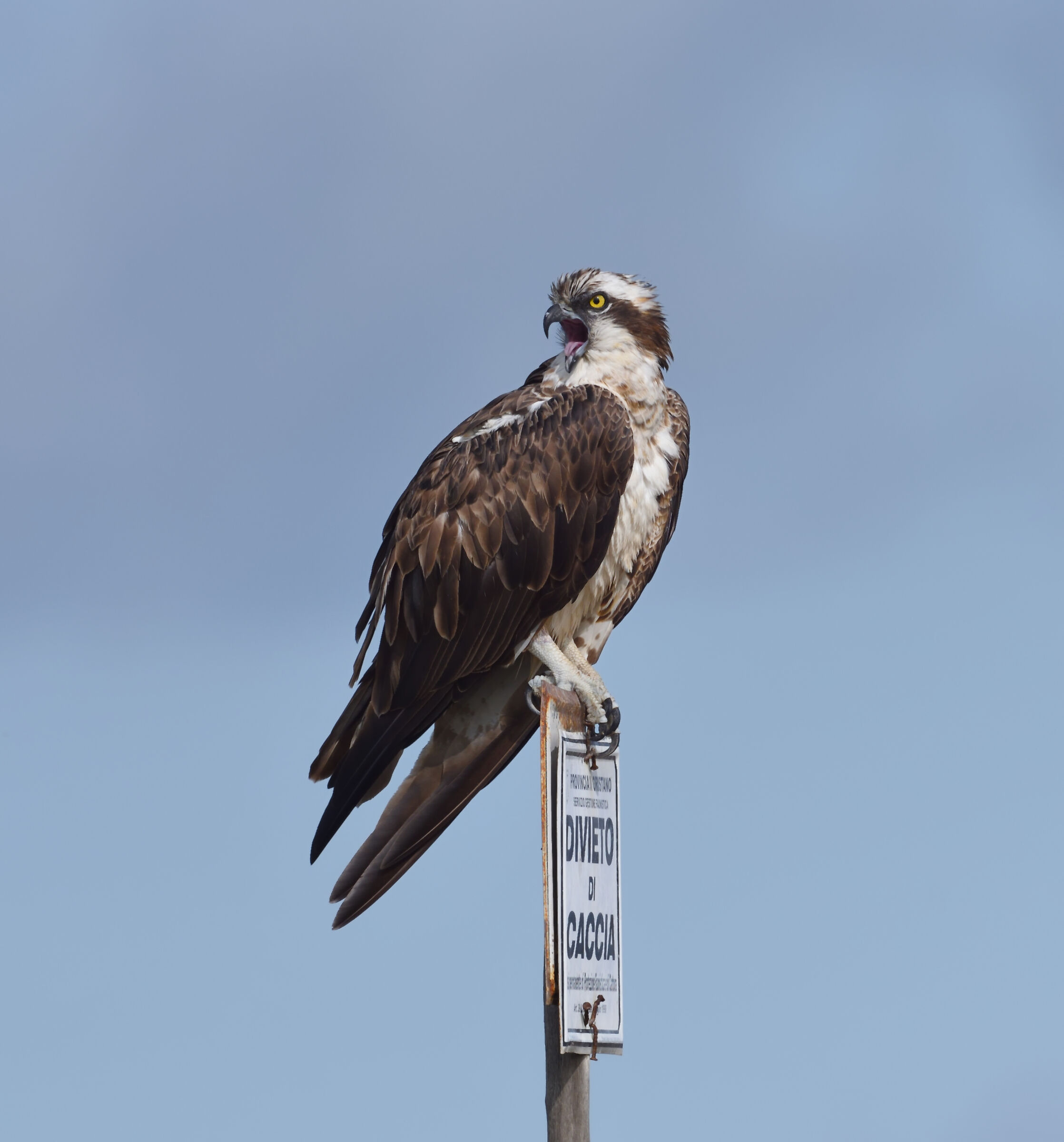 Ajò ... fai la foto che devo andare a pescare !