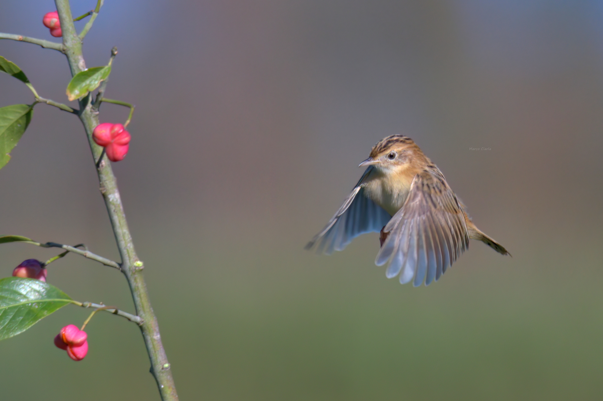 Flycatcher (Cisticola juncidis)