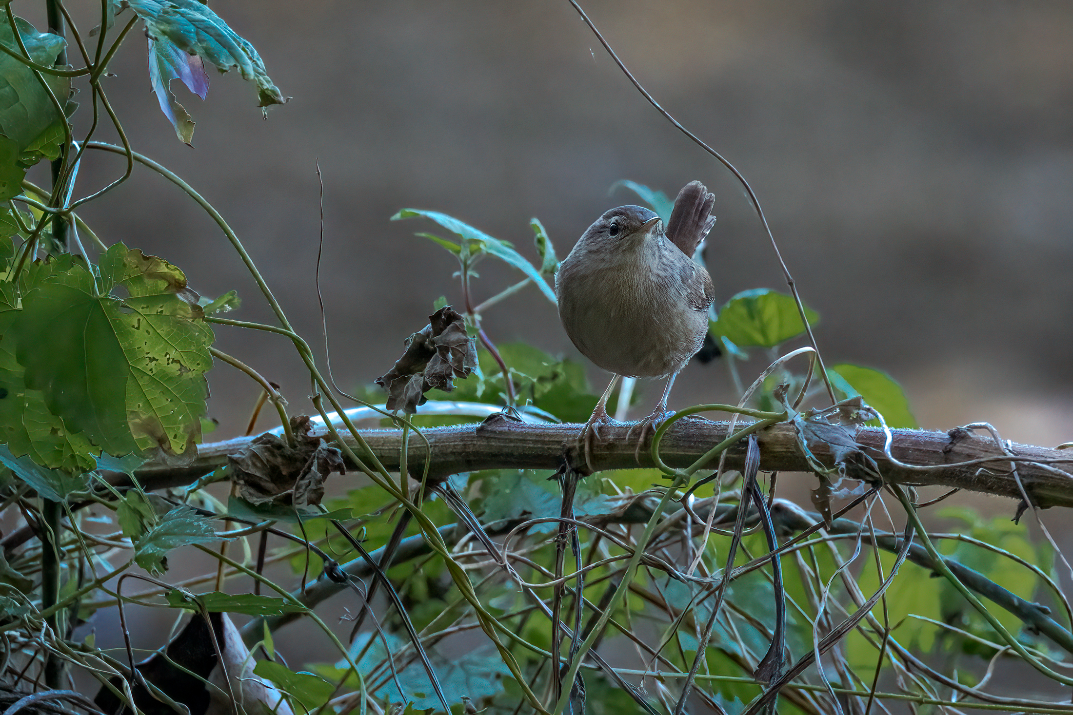 Wren