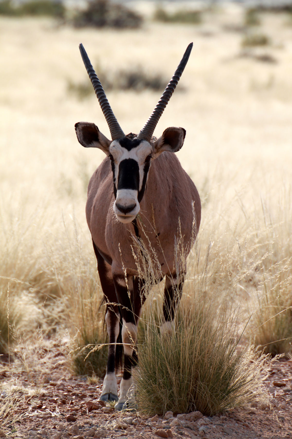 Oryx, Namiby