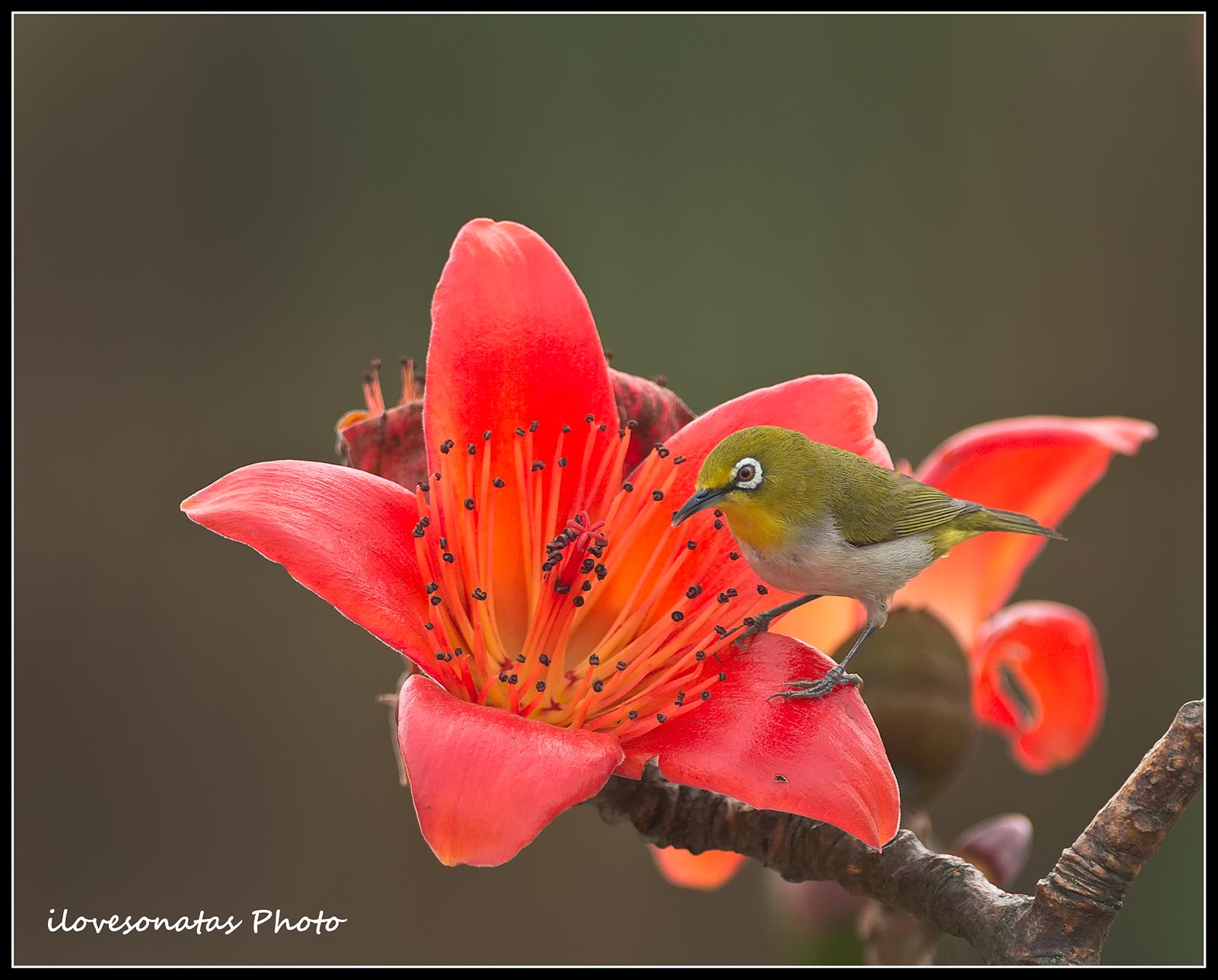 Verde uccellino e il fiore rosso