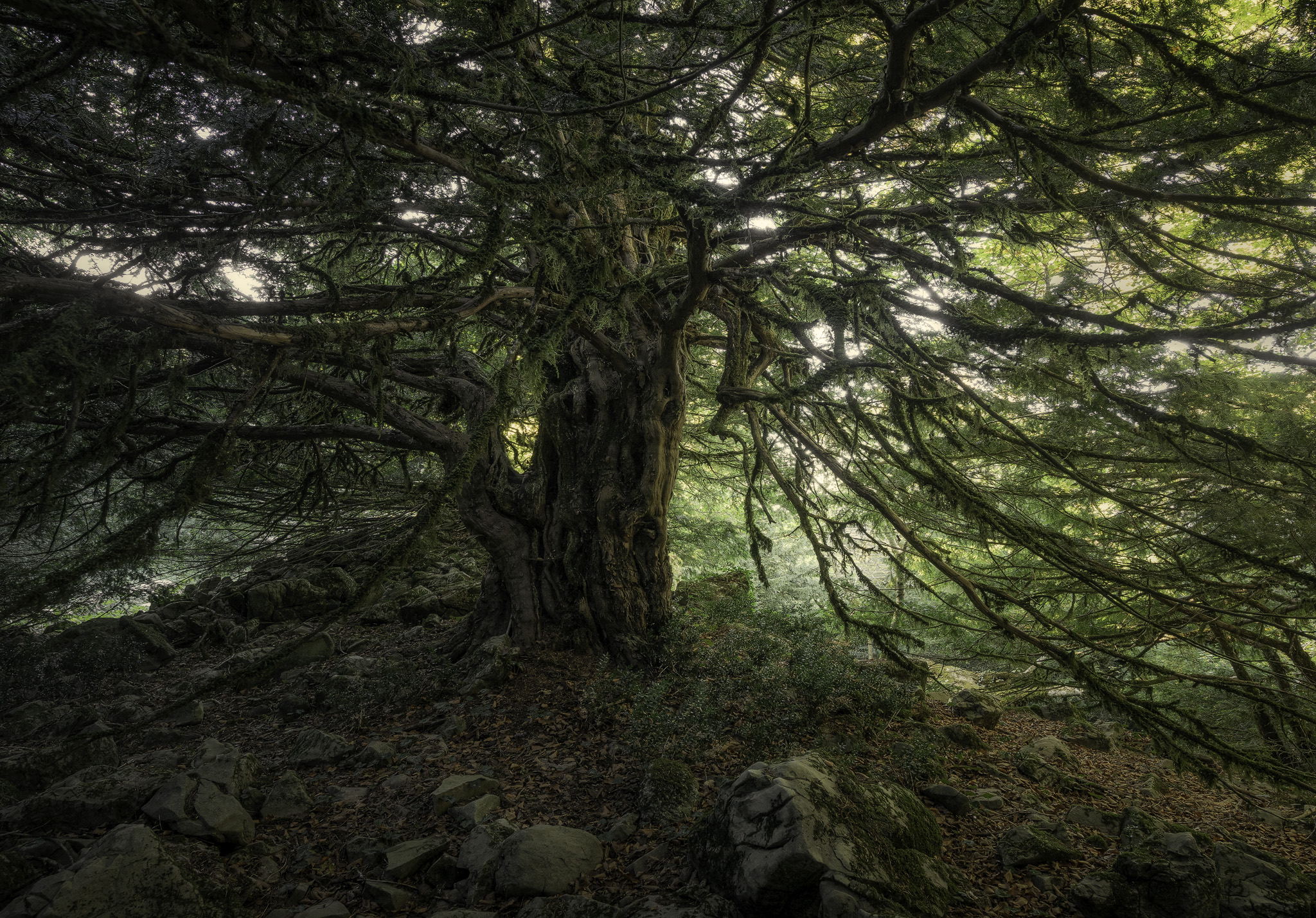 King of the forest