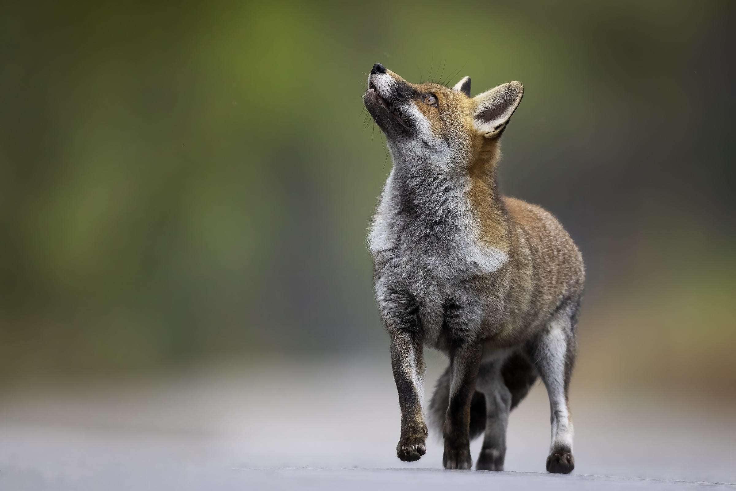 Fox and towards infinity and beyond