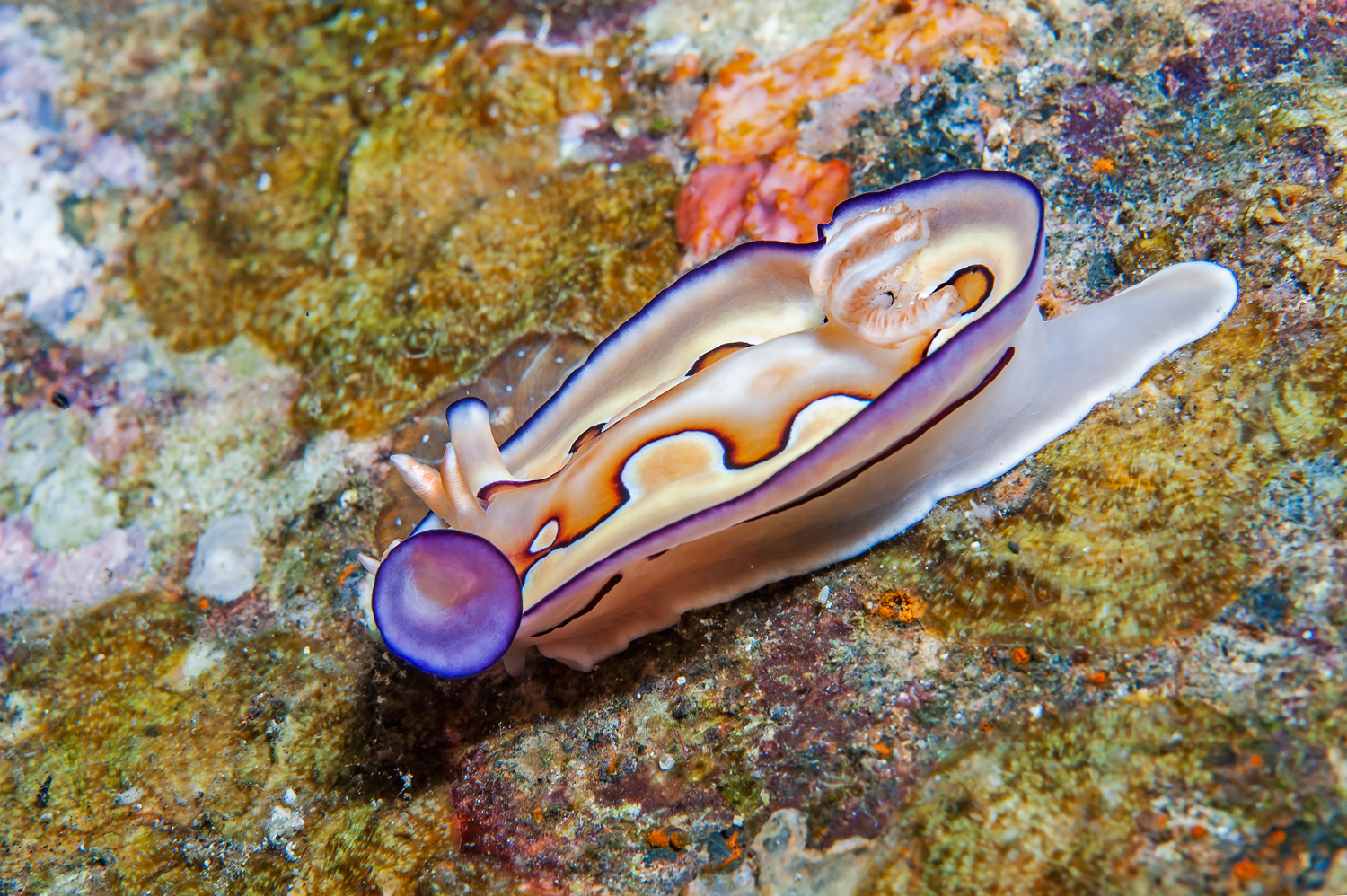 Chromodoris coi fase accoppiamento