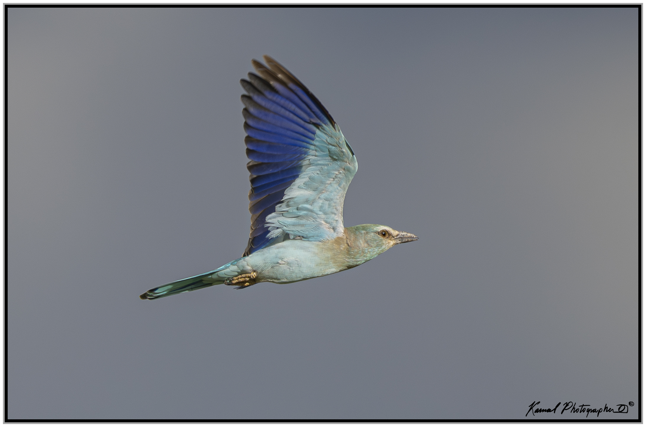 (Ghiandaia marina pettolilla)(Coracias caudata)