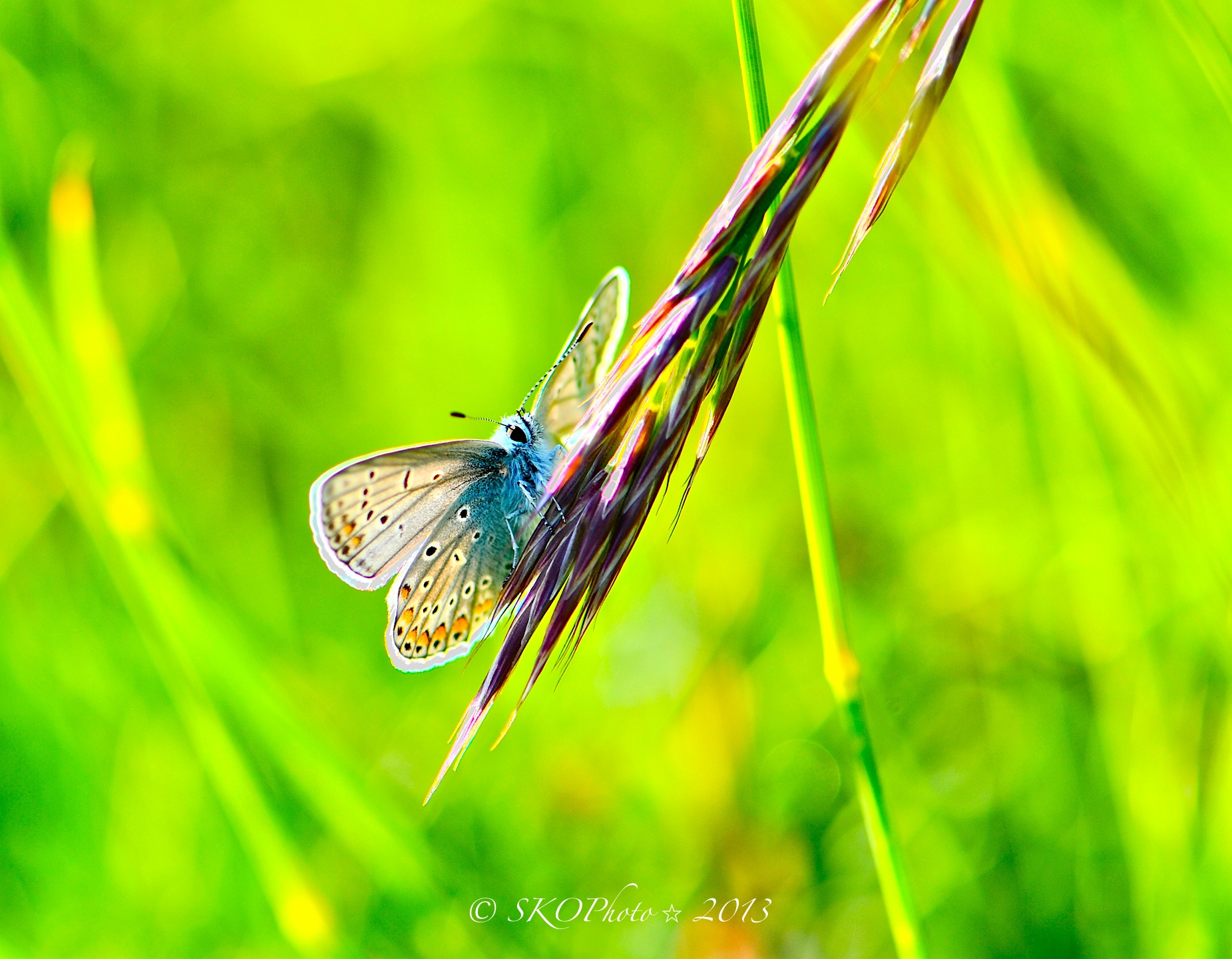 Family Lycaenidae - Polyommatus icarus.