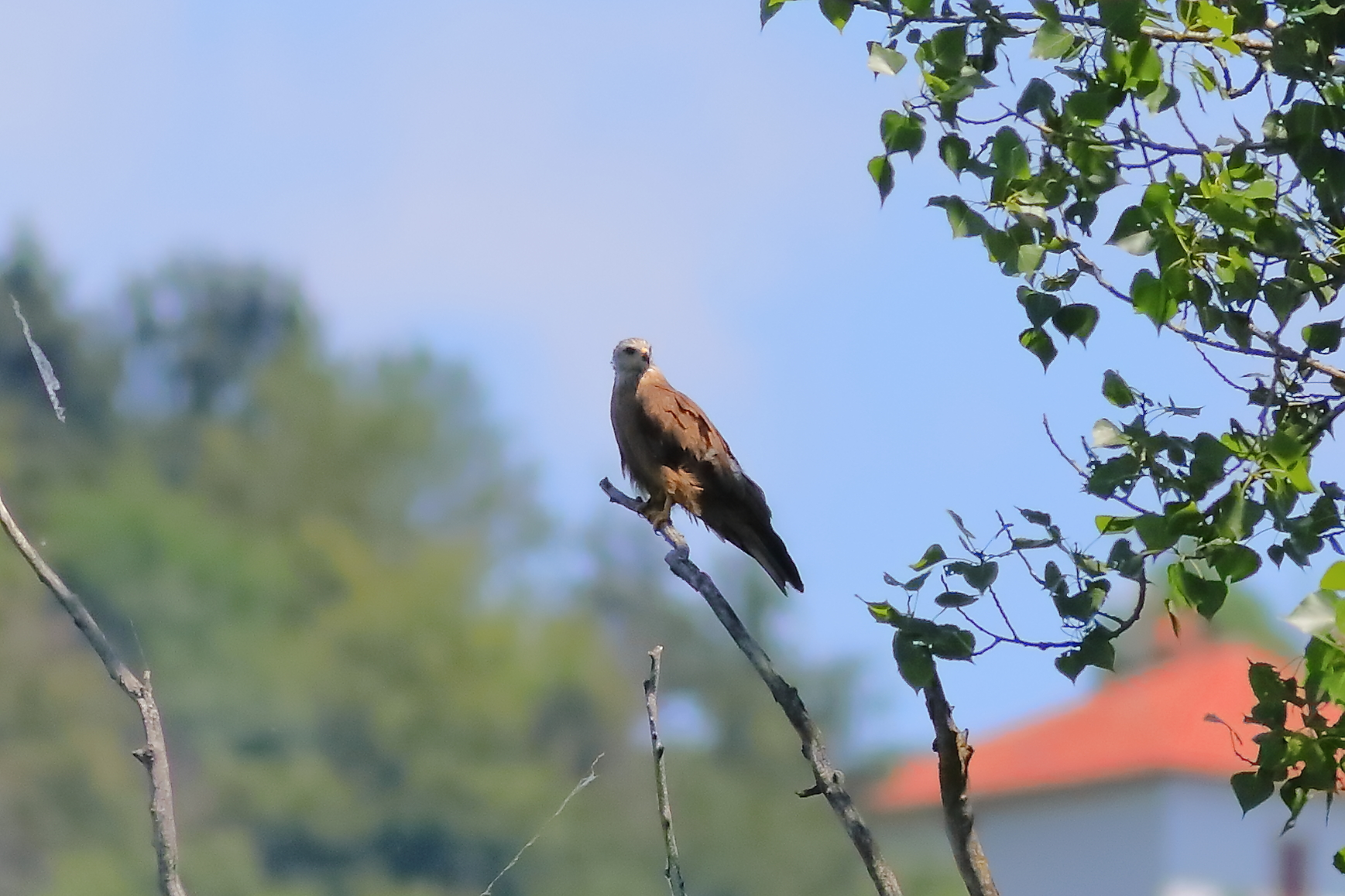 Black Kite 23-06-2023