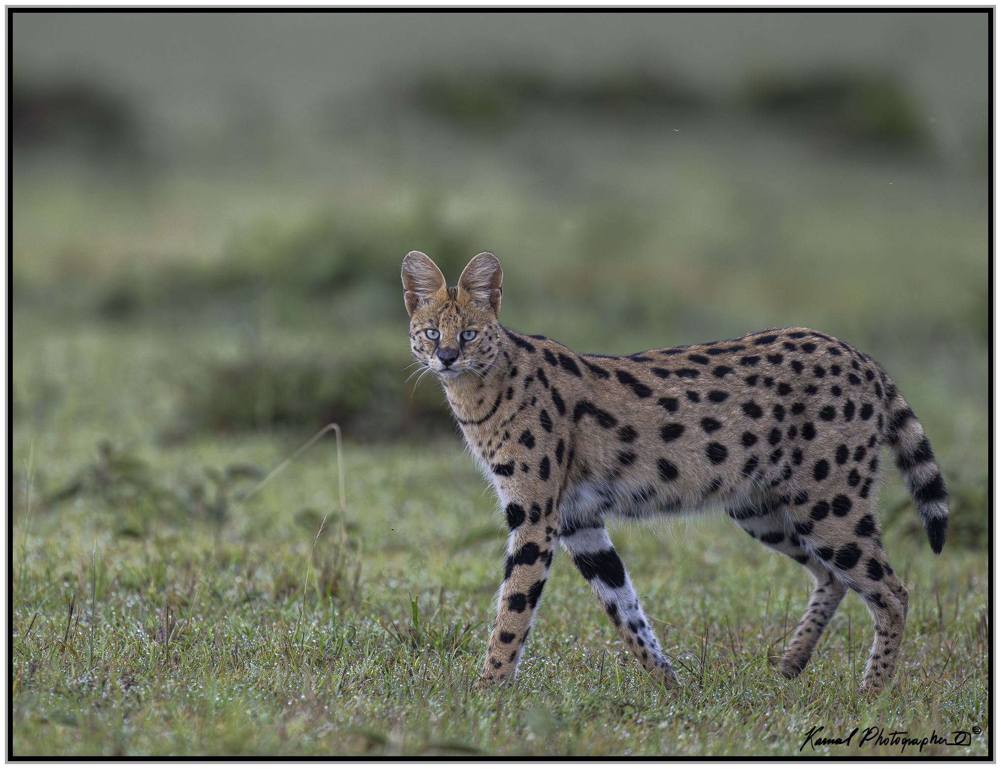 Servalo(Leptailurus serval)