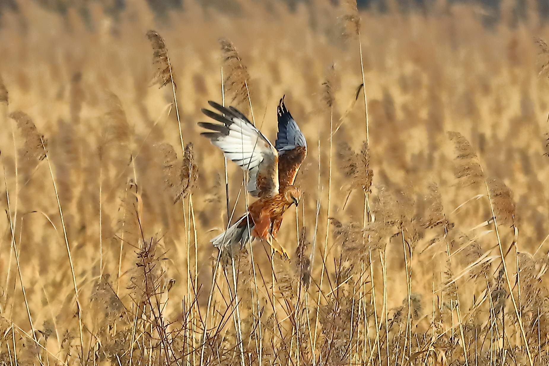 Marsh Harrier 21 January 2022 - 0112
