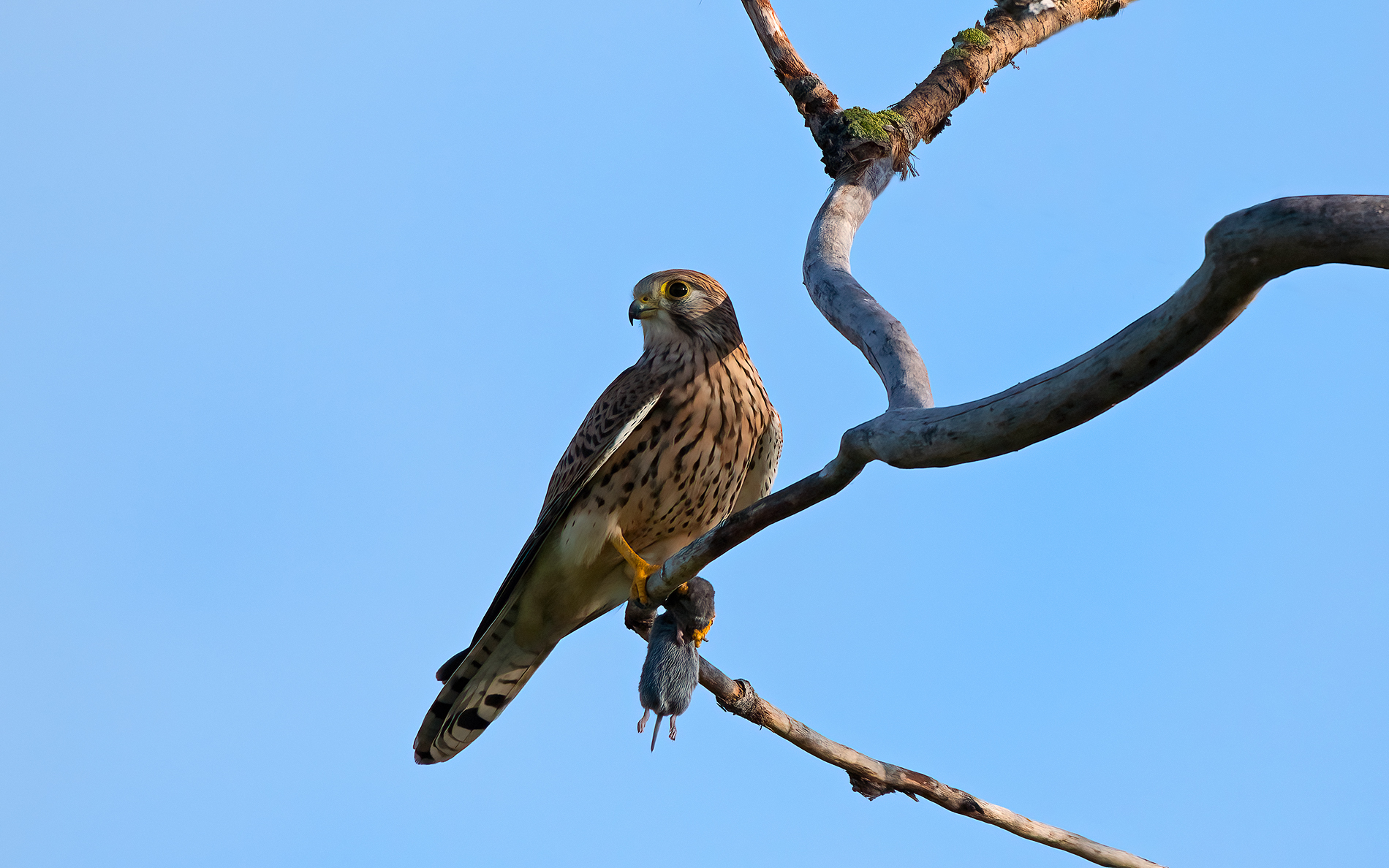 kestrel