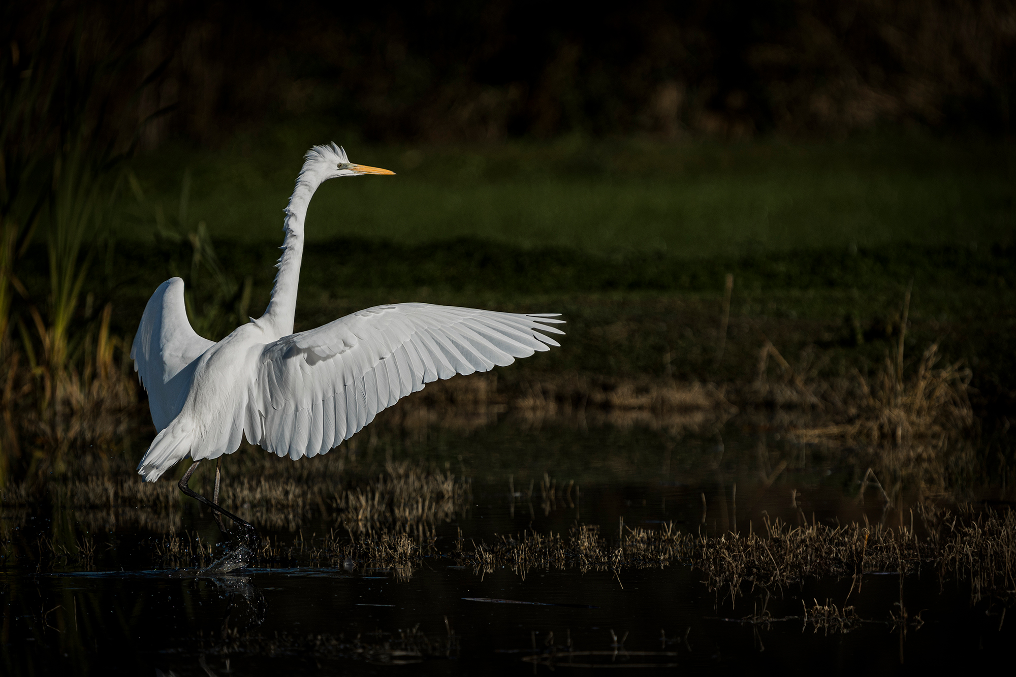 Cattle egret