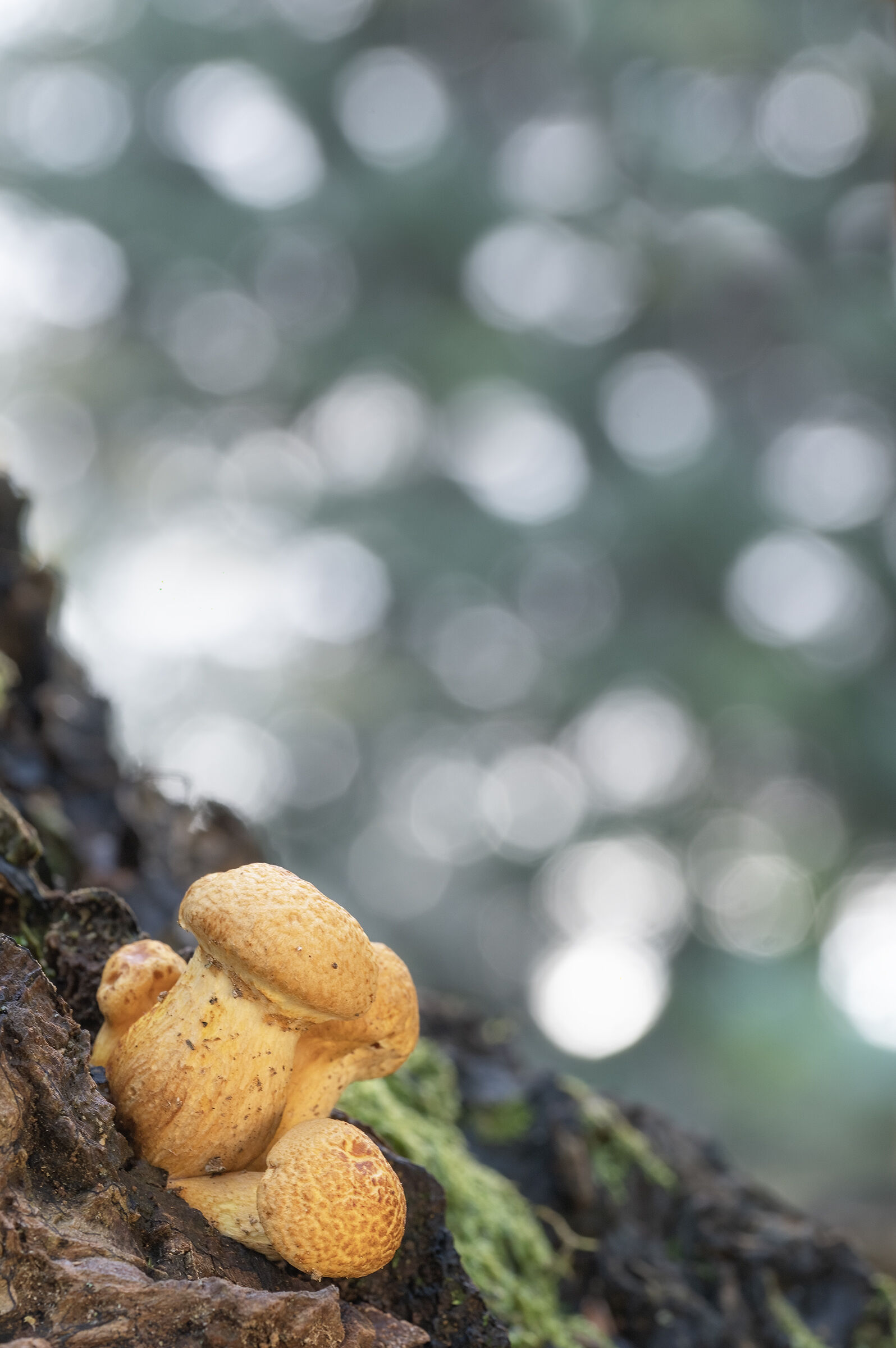 Gymnopilus spectabils