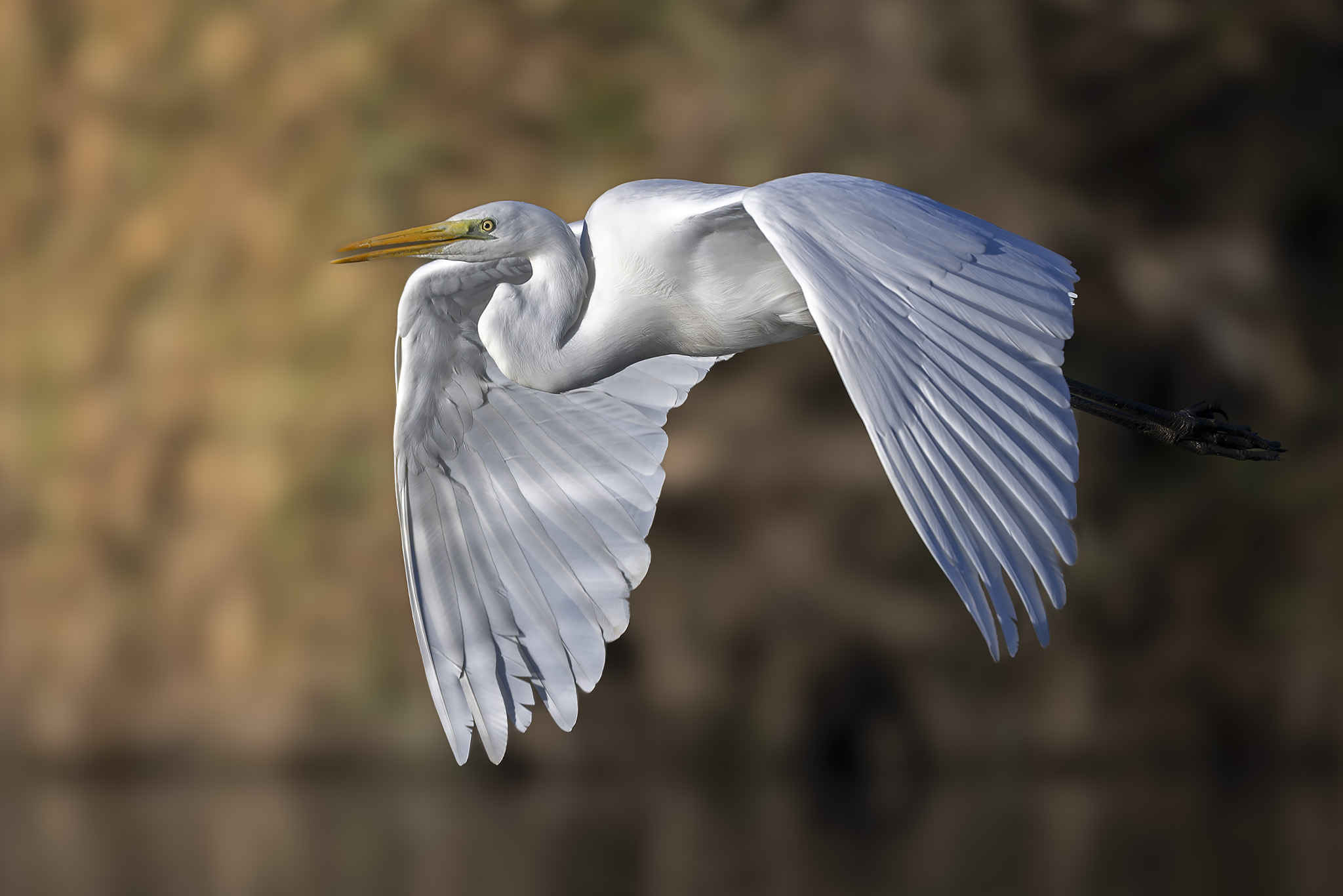 Airone bianco